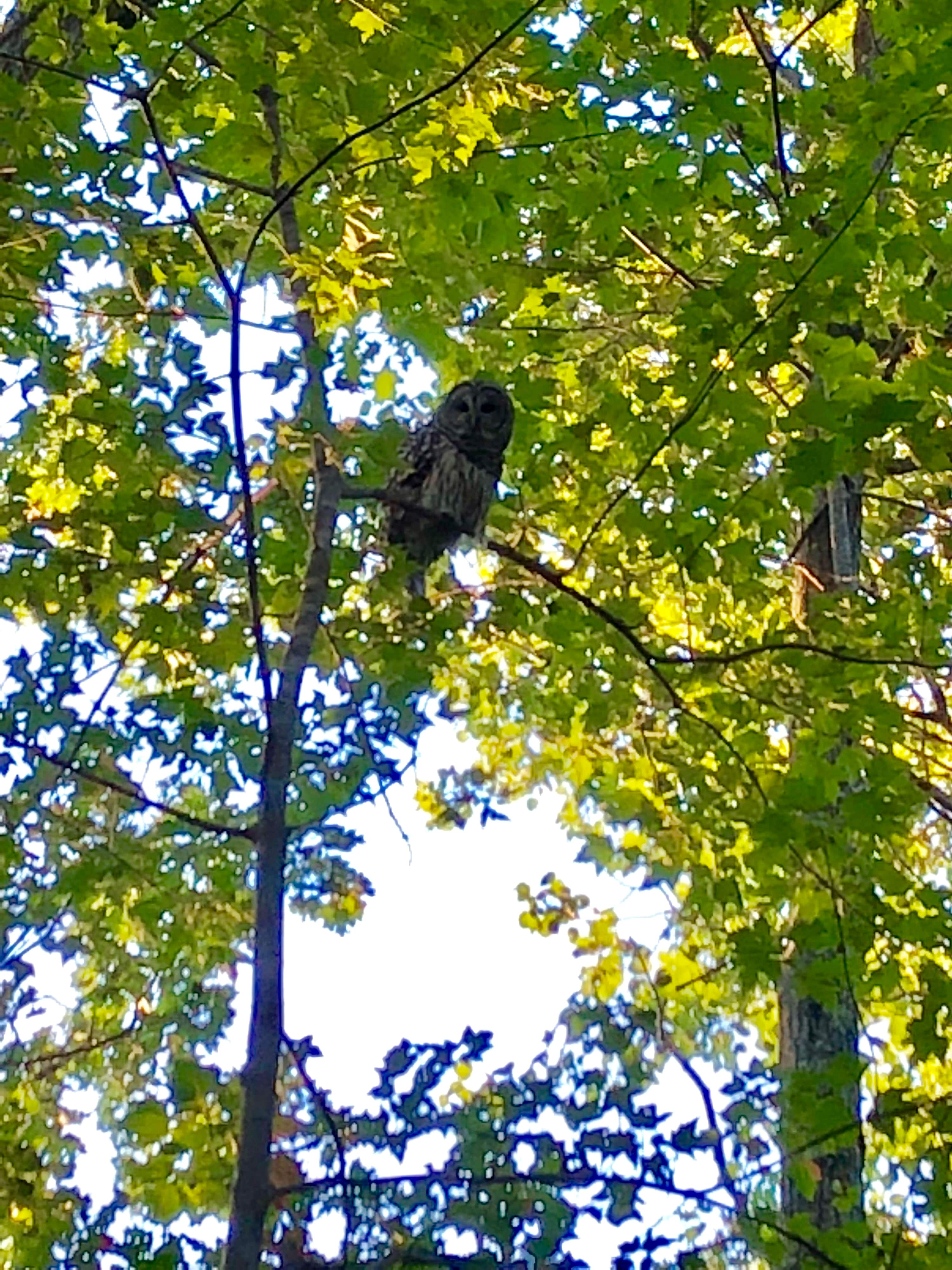 The squirrel police often visits.