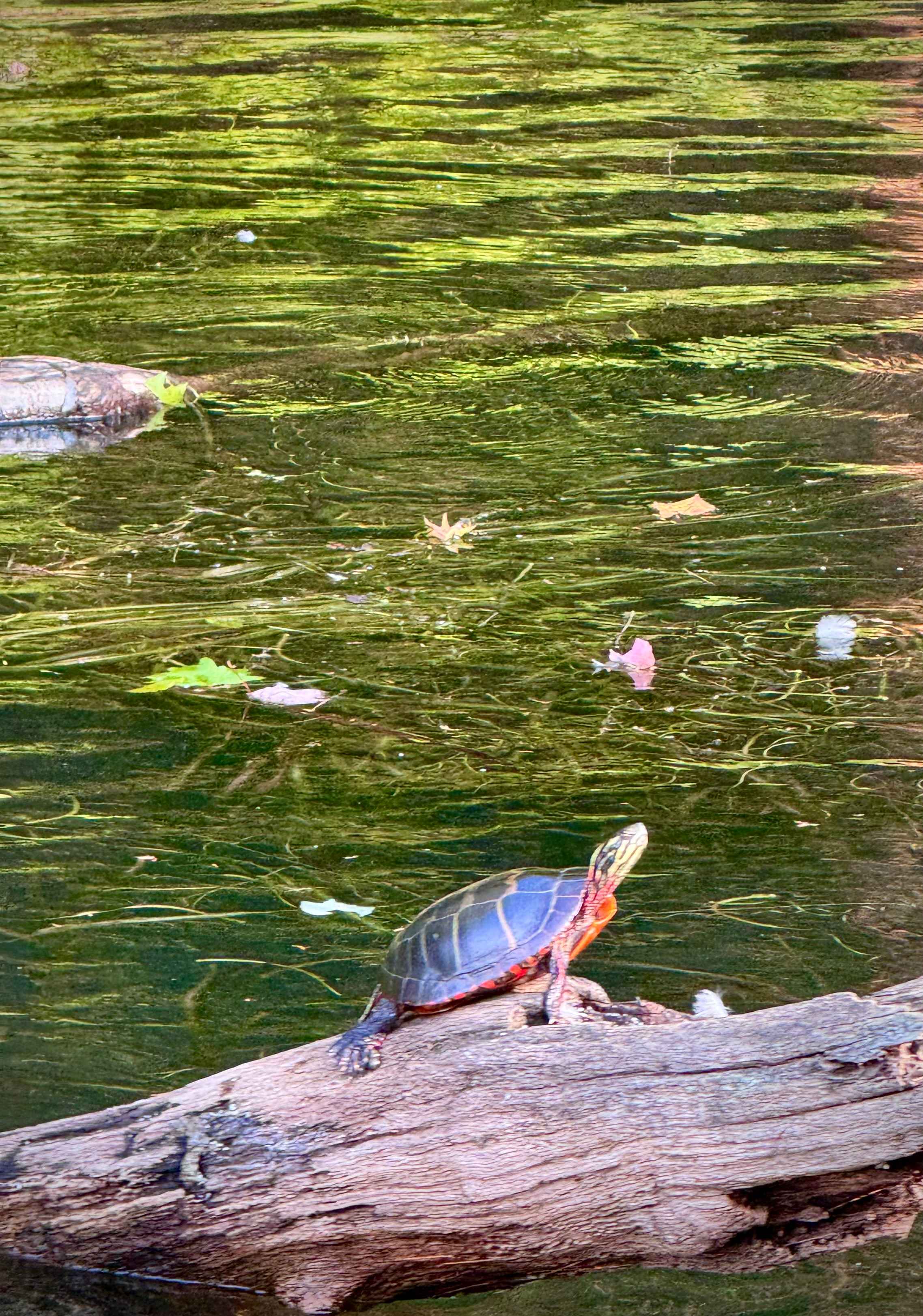 Peter the painted turtle.