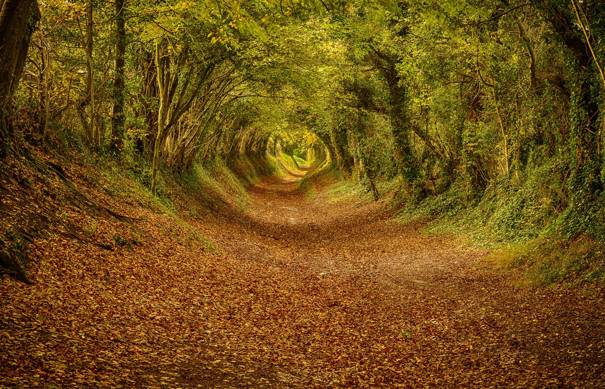 The tree tunnel at Halnaker can be walked at any time of year, only 15 min drive away.