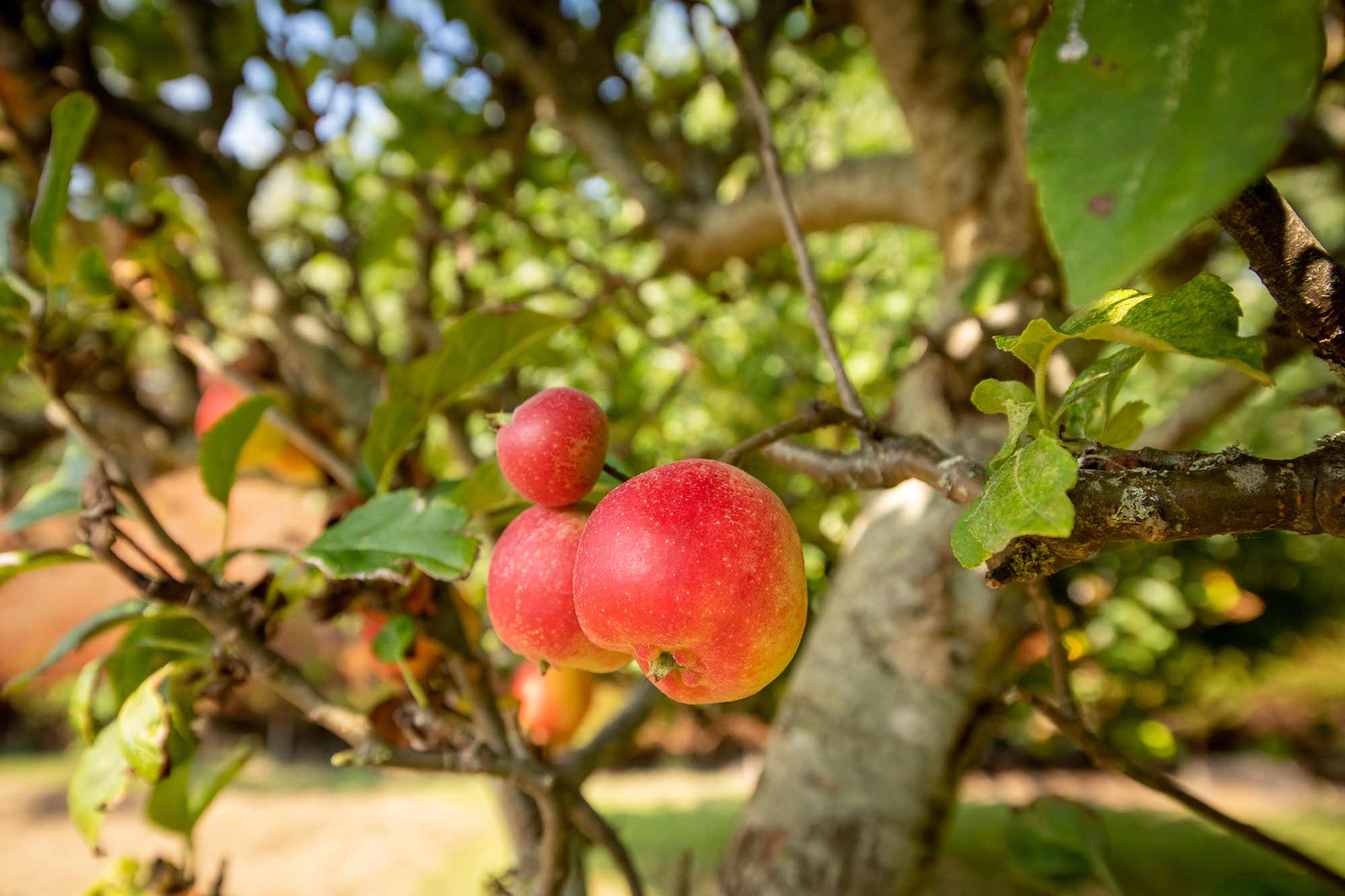Help yourself to organic apples in the garden.