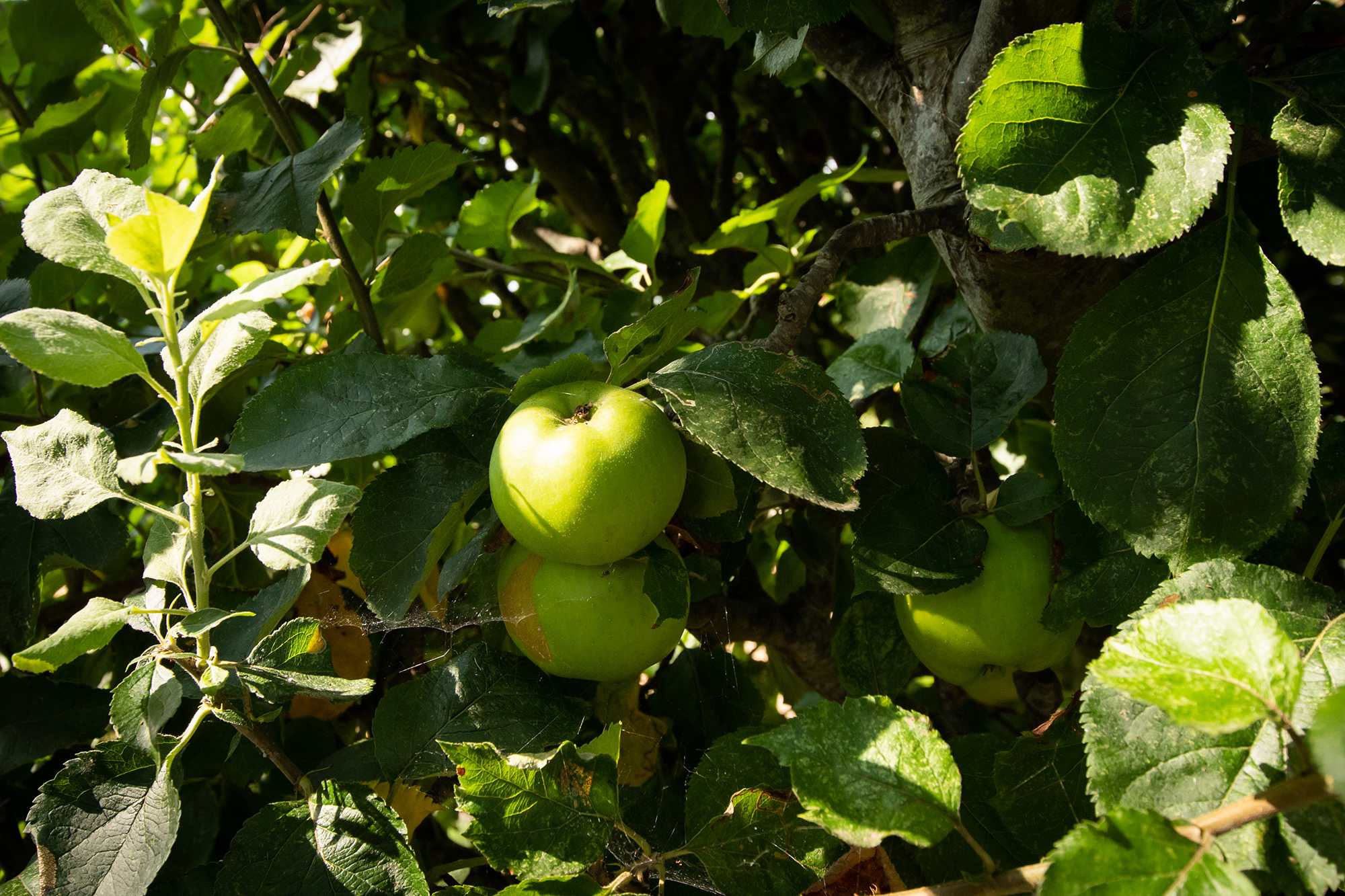 It's no surprise why this home is called Apple Trees.