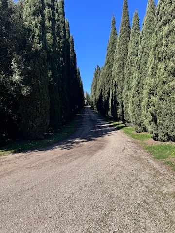 Estate of Joy - Image 64