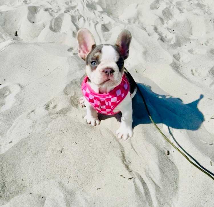 Small Dogs Welcome (Maximum 25 Pounds) No Pet Fee