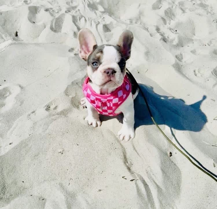 Two Small Dogs Allowed (Up to 25 lbs Each) No Pet Fee!