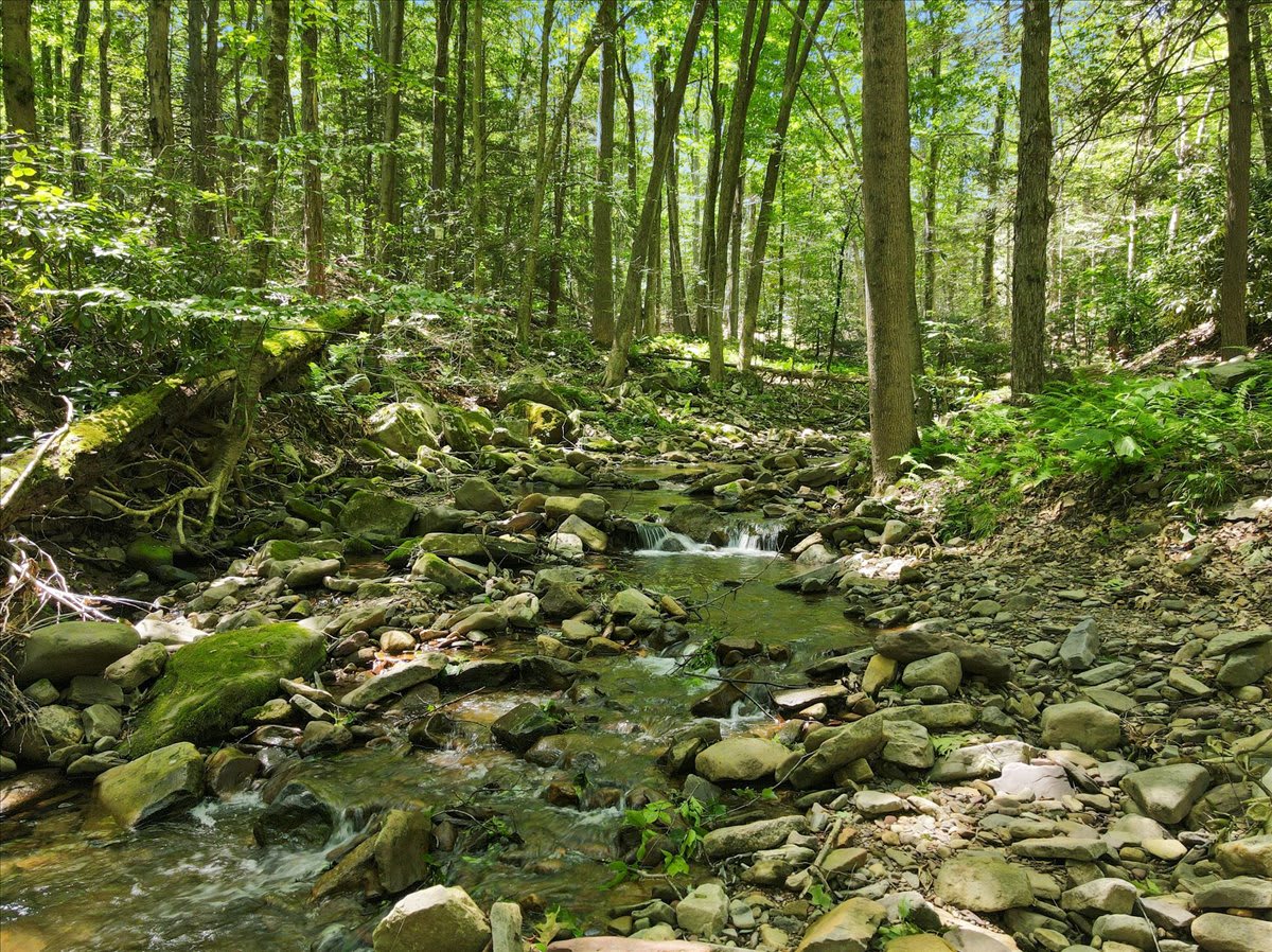 Listen to the soothing sounds of the babbling creek just steps from the chalet.