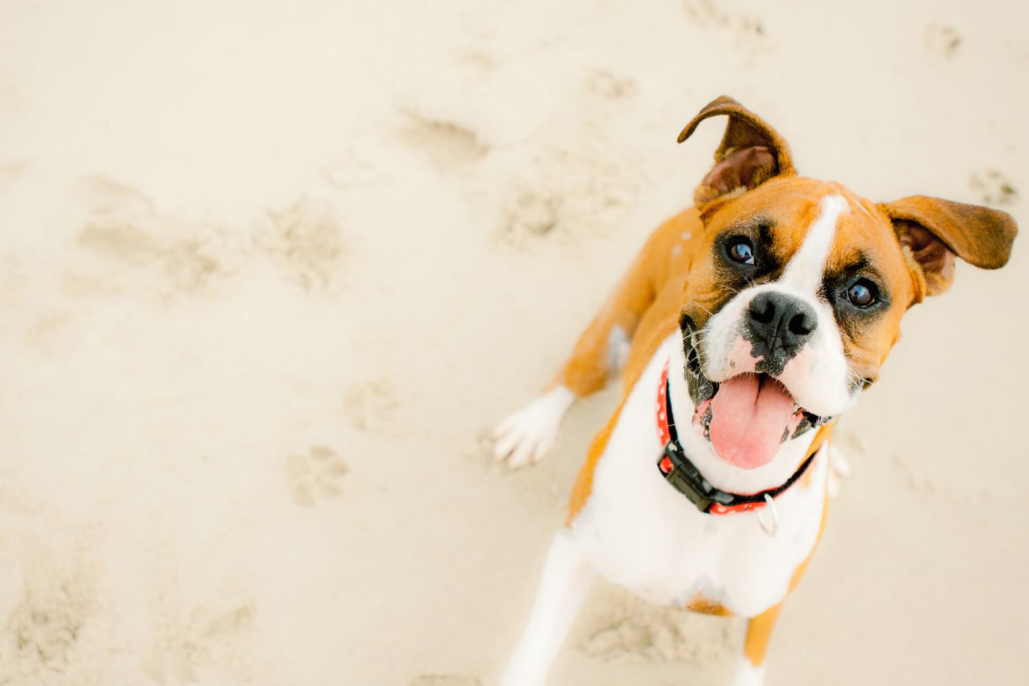 Small Dogs Welcome and Stay Free