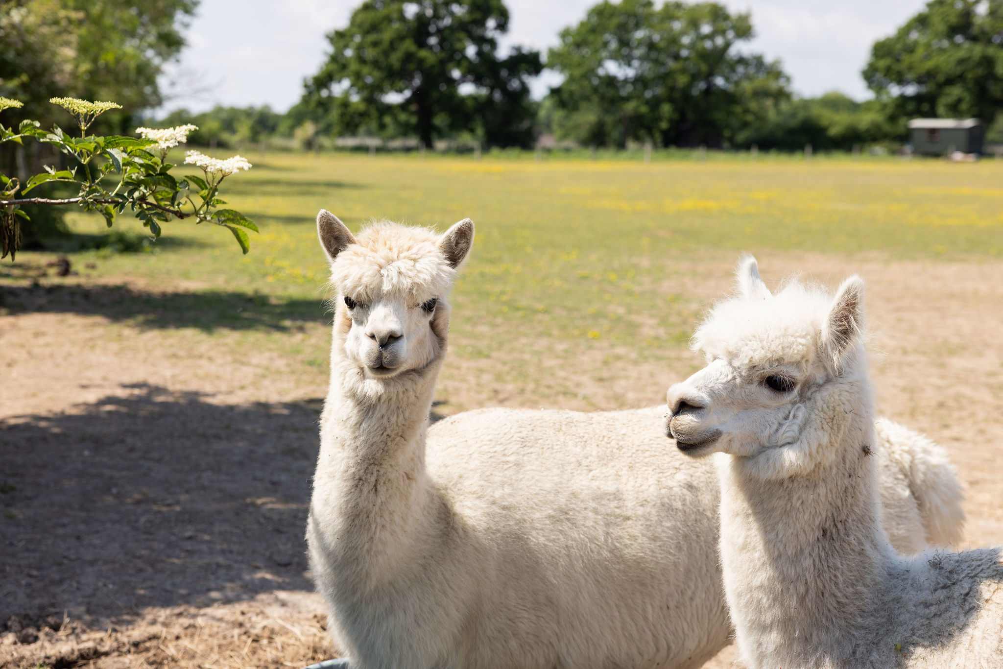 Don't forget to say hi to the neighbours, Heidi & Jess!