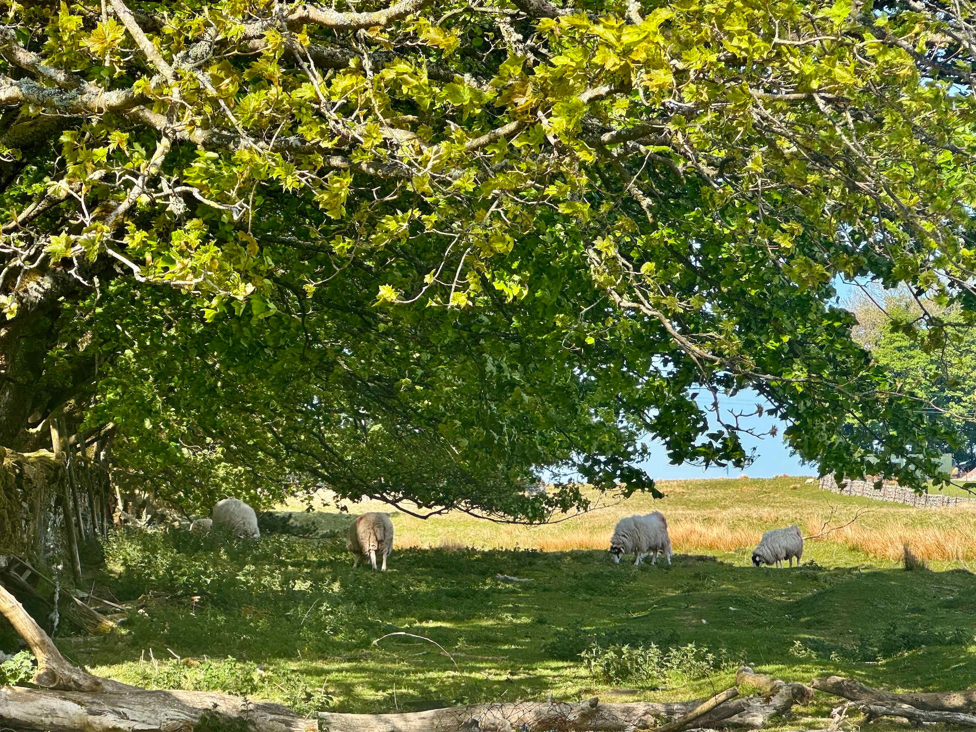 Elegant Stone Barn in Yorkshire Dales - Picture 35