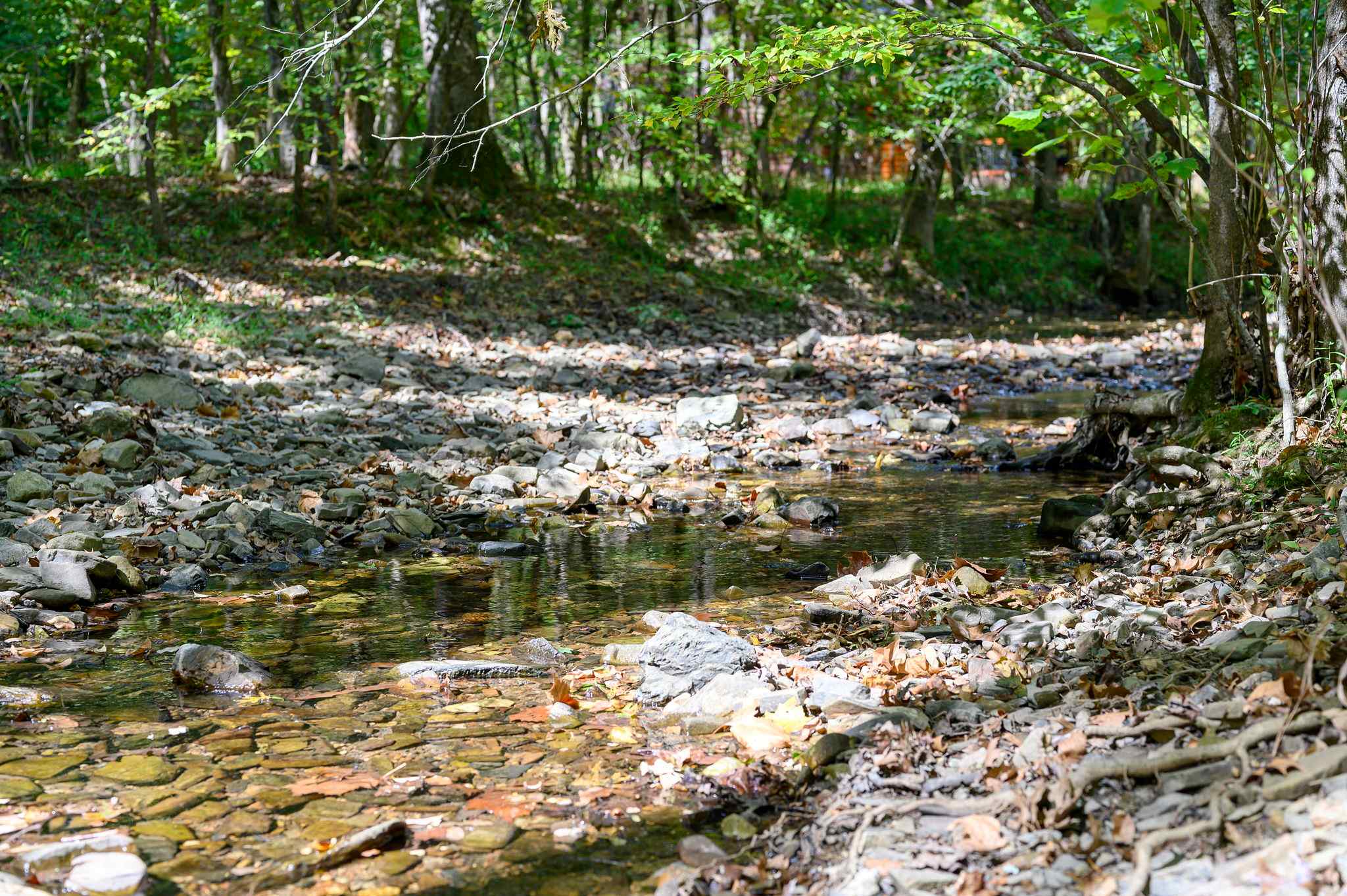 Silverbrook - 2 king suites - surrounded by trees 5