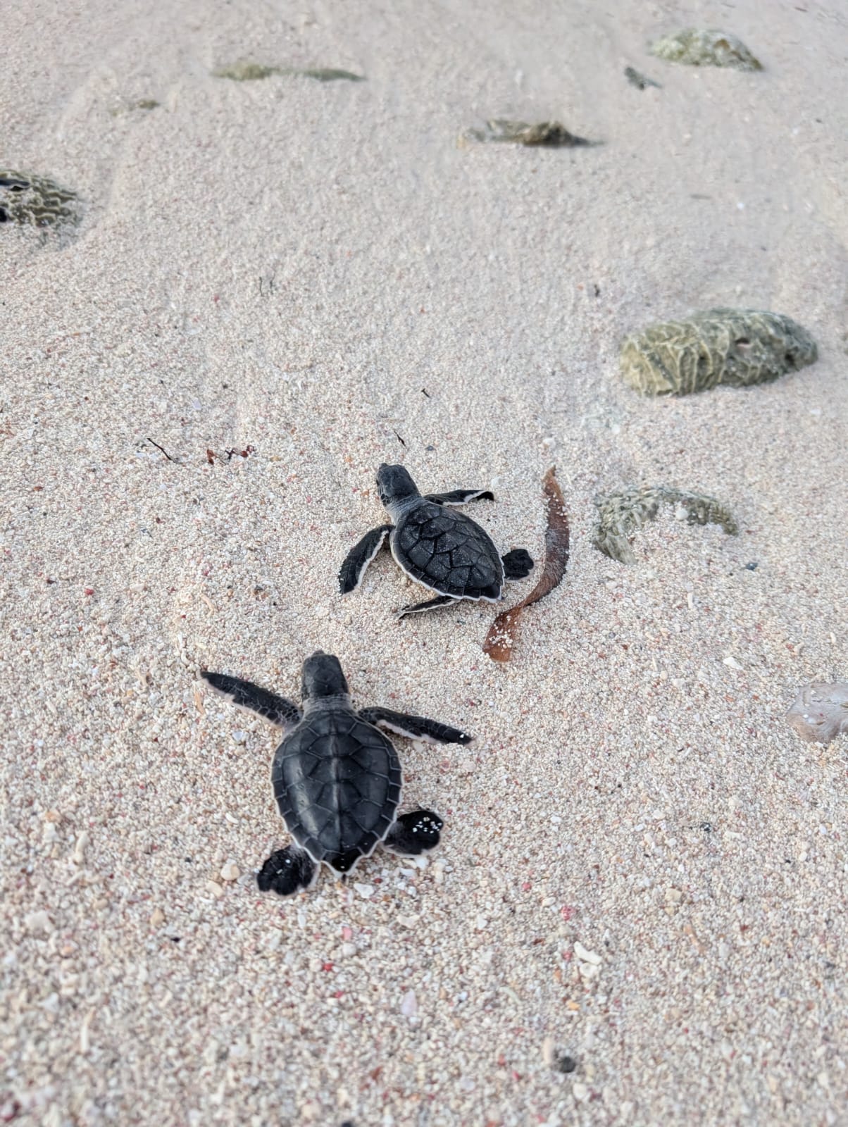 Liberación de tortugas (julio–septiembre)
Vive un momento único: ver a las pequeñas tortuguitas correr hacia el mar al atardecer…
Un espectáculo mágico, romántico y lleno de vida. 