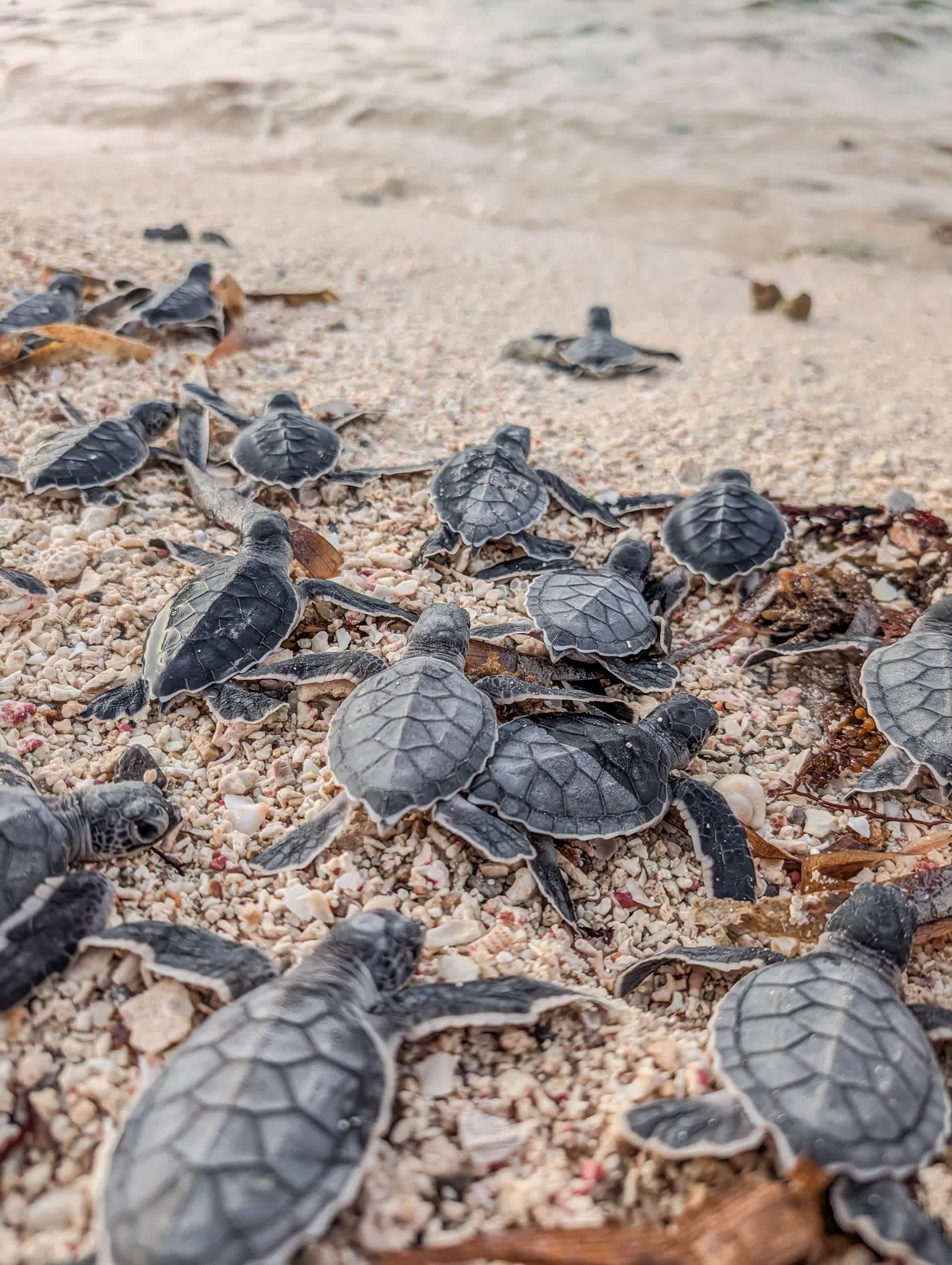 Liberación de tortugas (julio–septiembre)
Vive un momento único: ver a las pequeñas tortuguitas correr hacia el mar al atardecer…
Un espectáculo mágico, romántico y lleno de vida. 