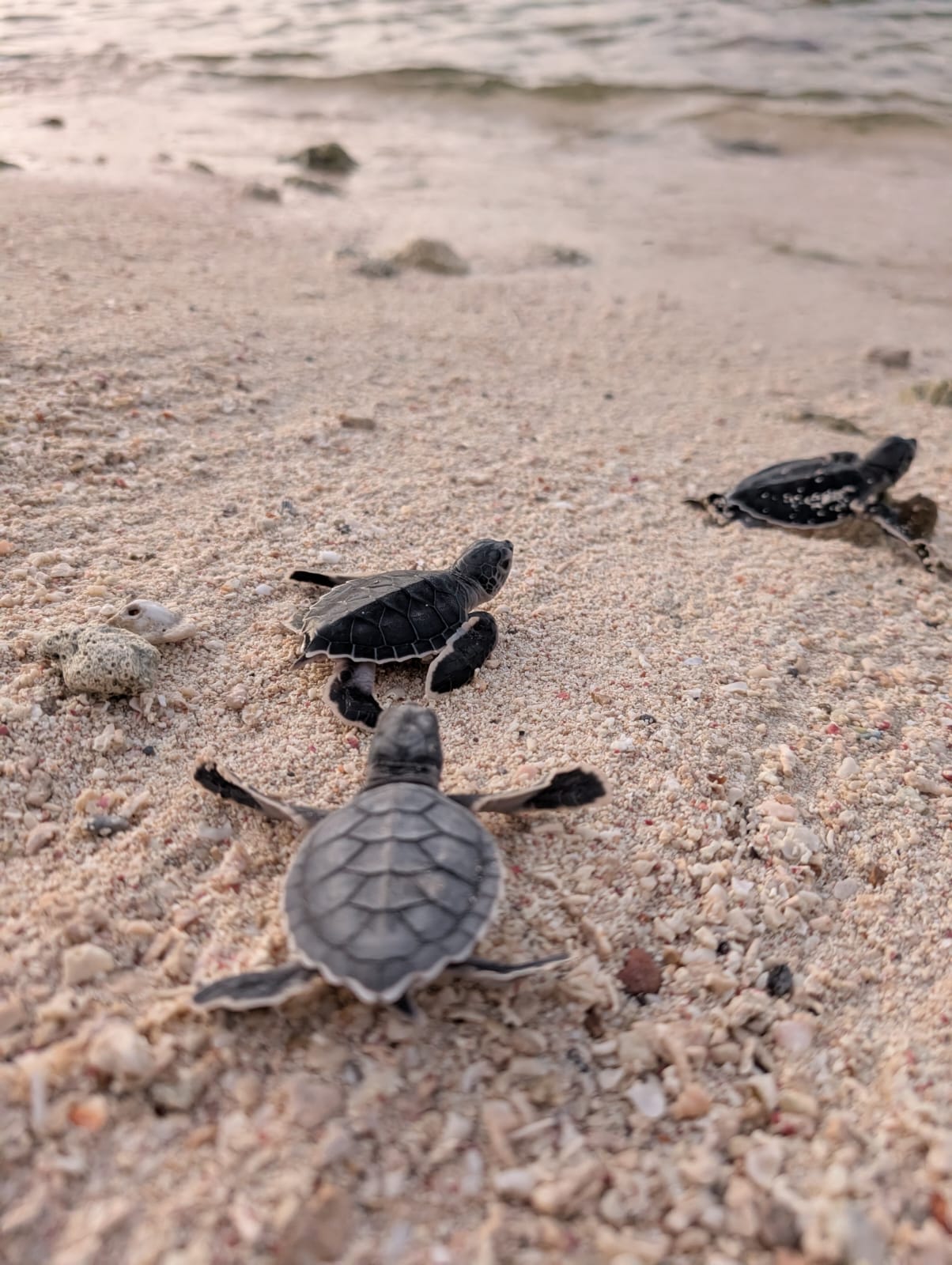 Baby turtle release (July–September)
Experience a truly unique moment: watching tiny baby turtles make their way to the ocean at sunset…
A magical, romantic, and life-filled spectacle