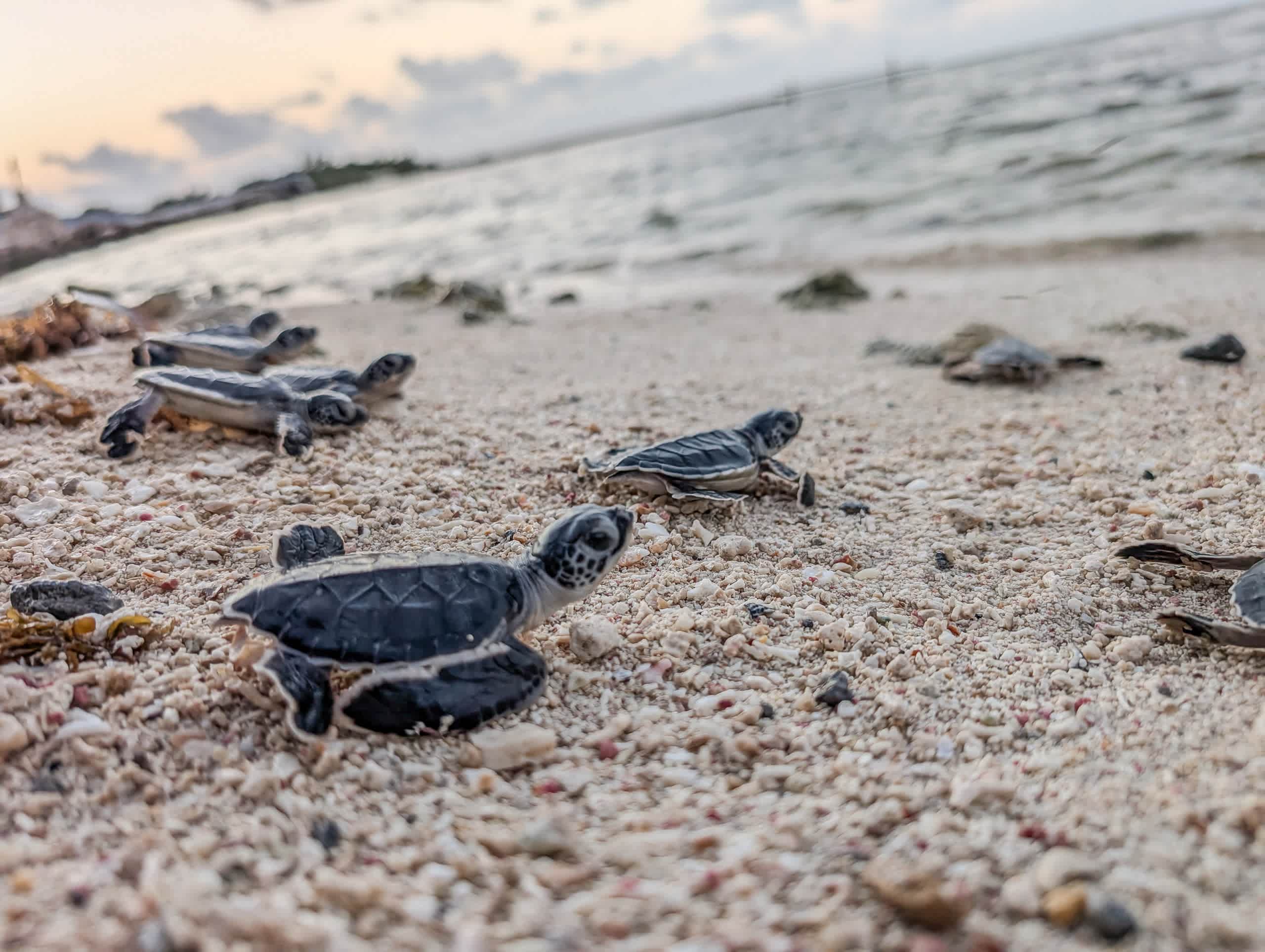 Baby turtle release (July–September)
Experience a truly unique moment: watching tiny baby turtles make their way to the ocean at sunset…
A magical, romantic, and life-filled spectacle