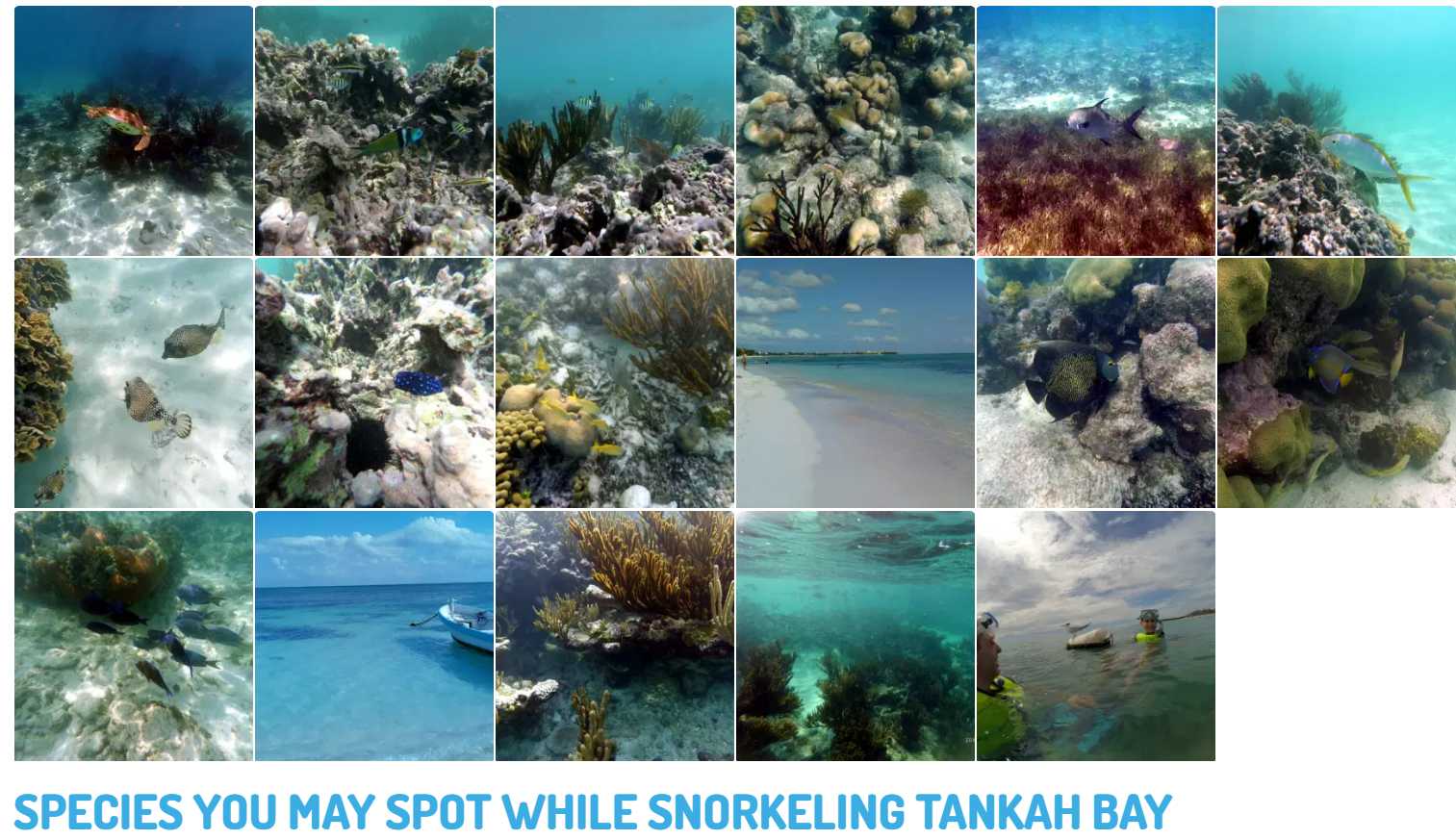 While snorkeling in the reef at Tankah Bay, you may spot any of these beautiful underwater species: