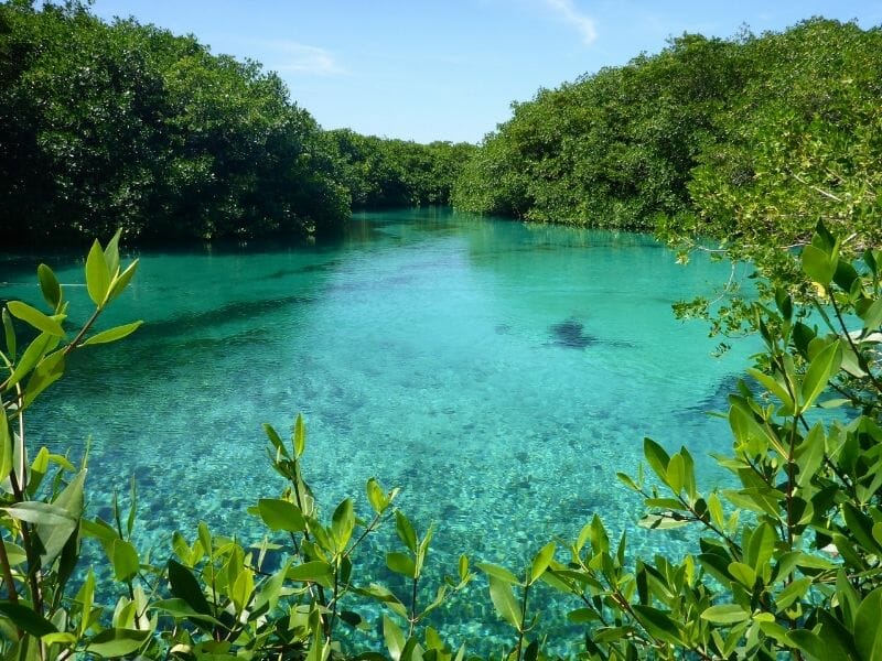 Snorkel in the crystal-clear waters of Casa Cenote — and if you’re lucky, you might even spot manatees. This stunning natural wonder is just a 5-minute walk from the condo.