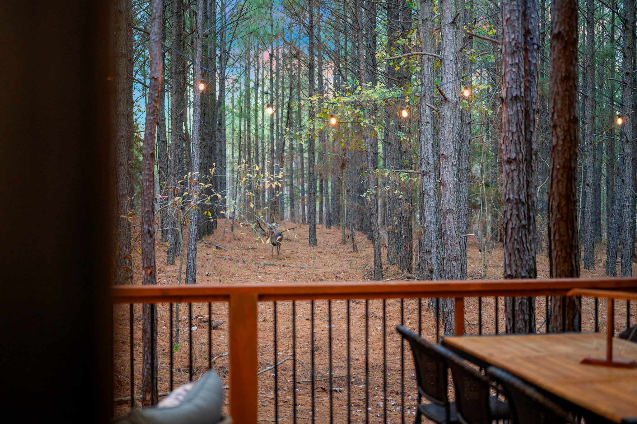 New Luxury! Starlight Pines Hot Tub-Arcade-Firepit