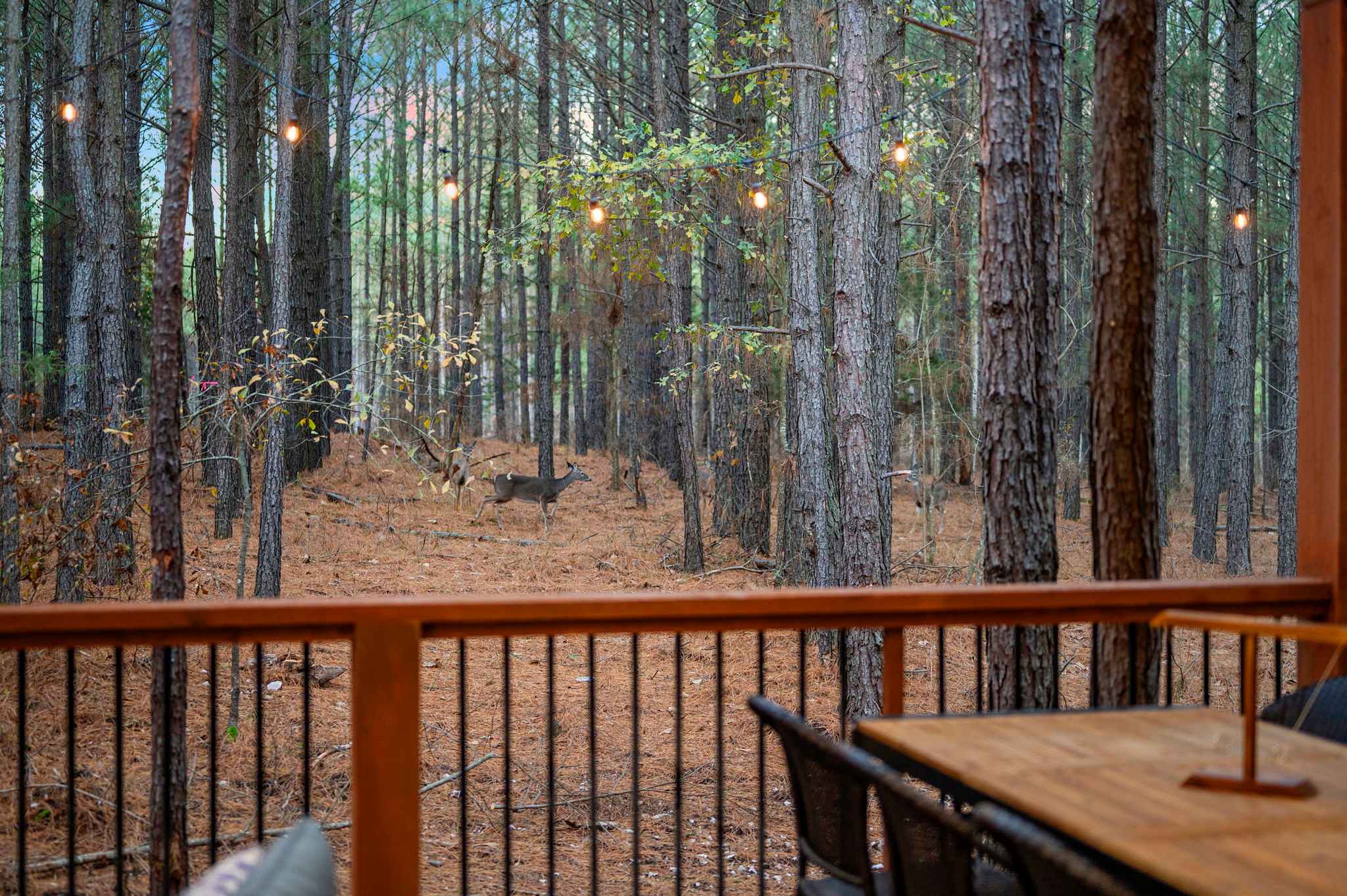 New Luxury! Starlight Pines Hot Tub-Arcade-Firepit