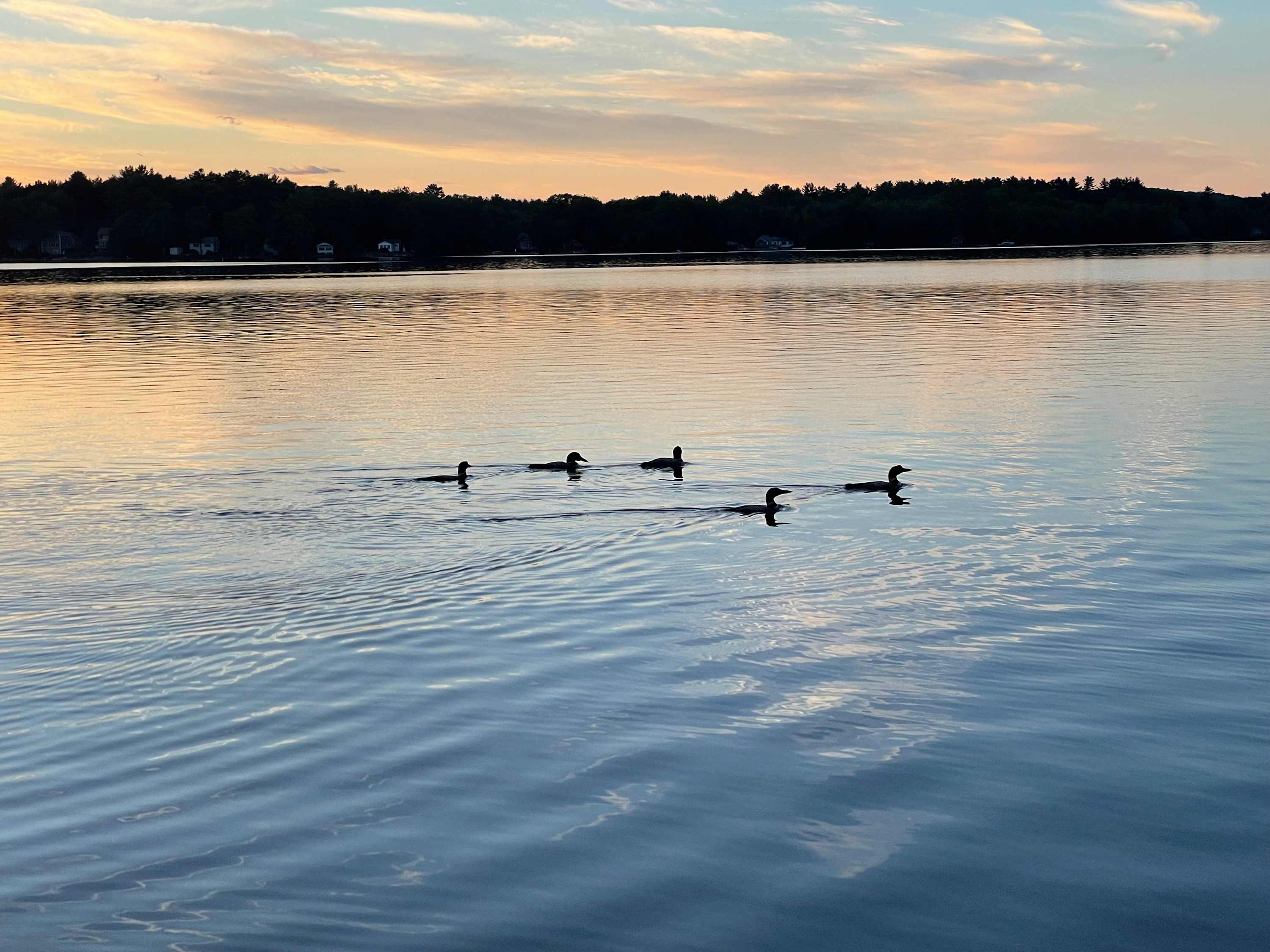 Loon Point was named by the locals.