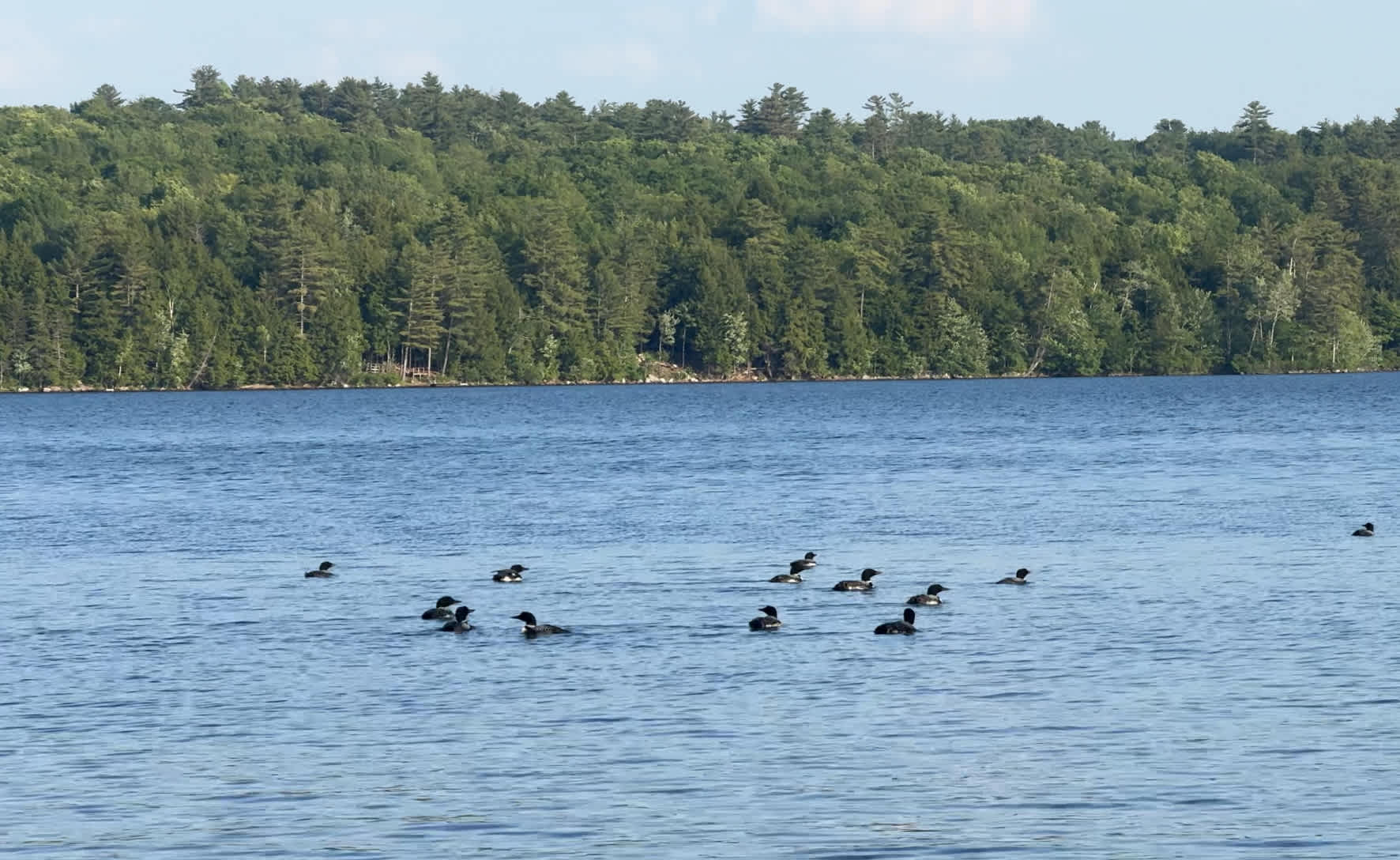 Occasionally the loons outnumber the humans on the lake.