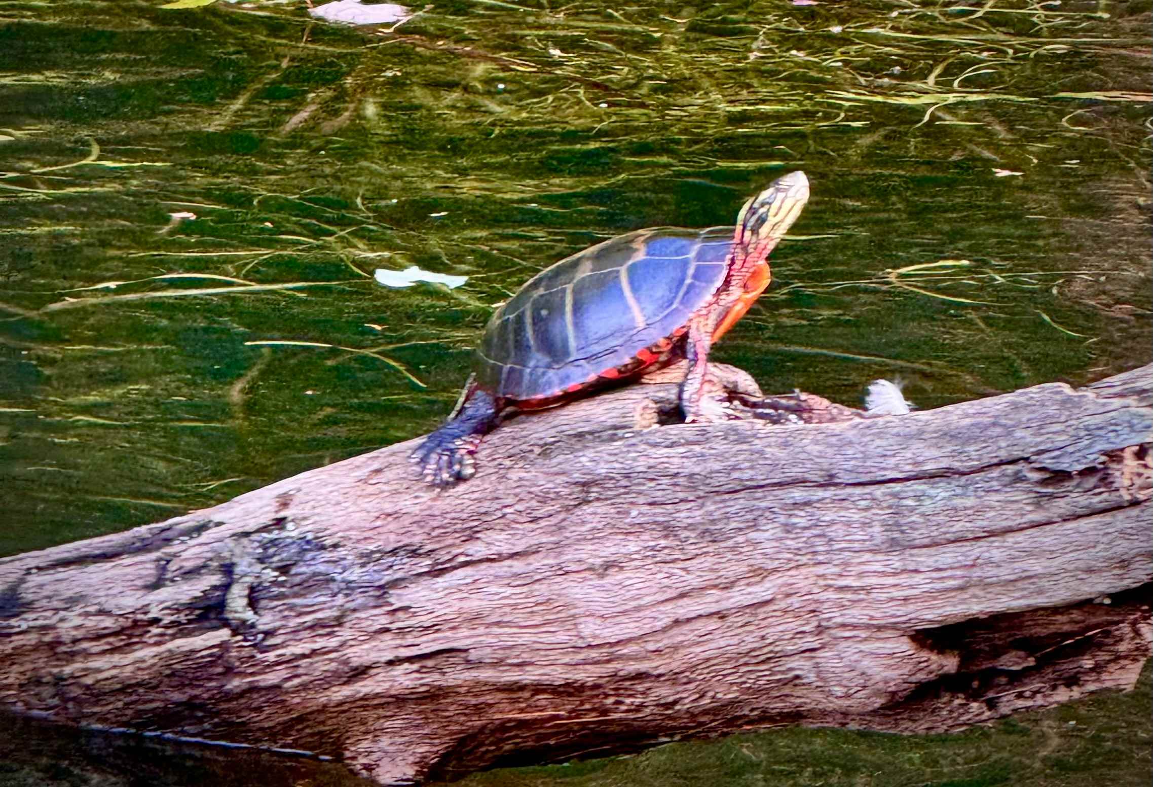 Peter Tuttle the Painted Turtle.