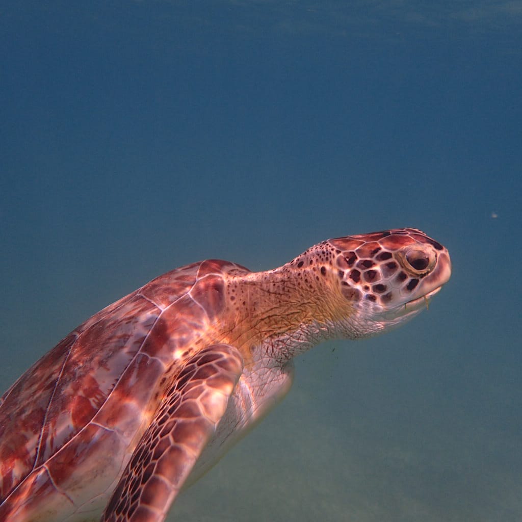 At Tankah Bay, you can snorkel either in the cenote or in the beautiful sea right in front of the unit, home to the world’s second-largest coral reef and a wide variety of marine life.