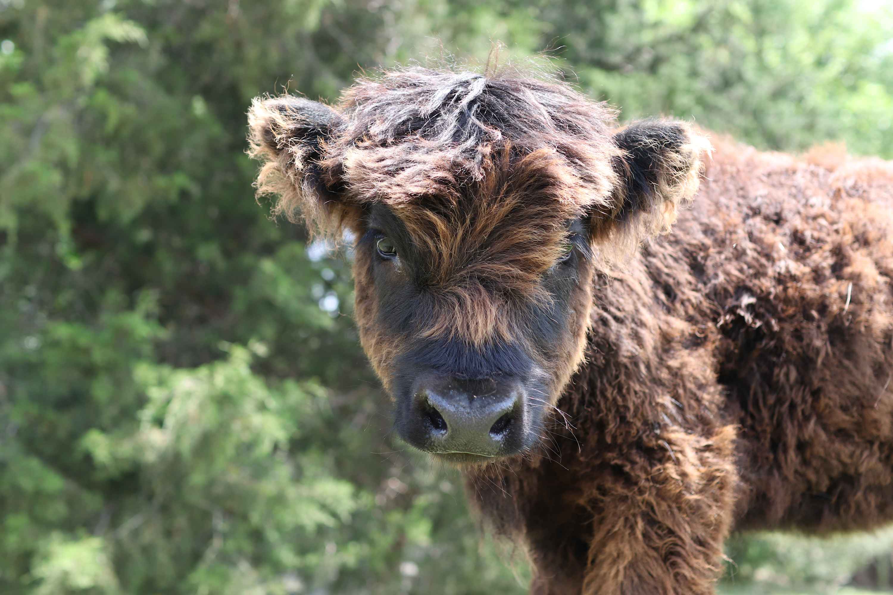 Sycamore Creek Ranch Animals!
