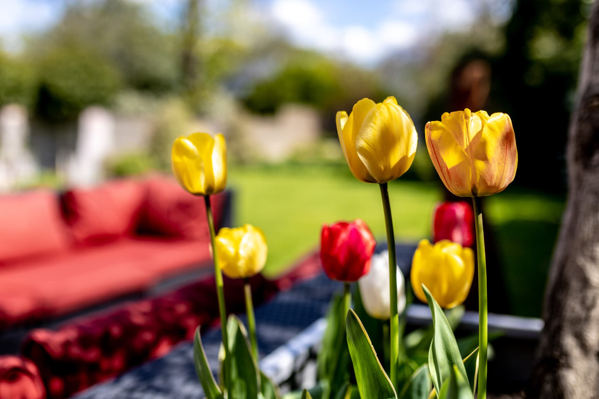 Beautiful garden details with vibrant tulips, creating a colourful and relaxing outdoor setting.