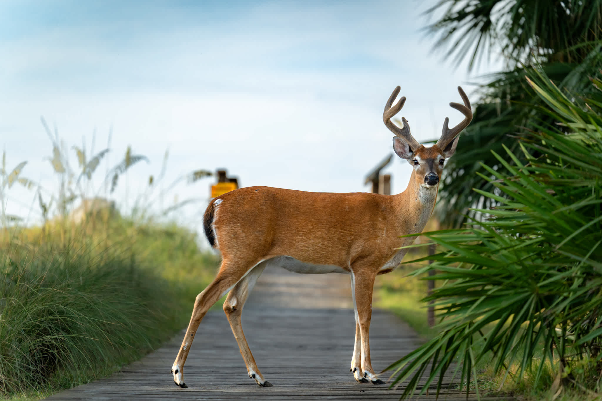 608 Newhaven | Photo 75