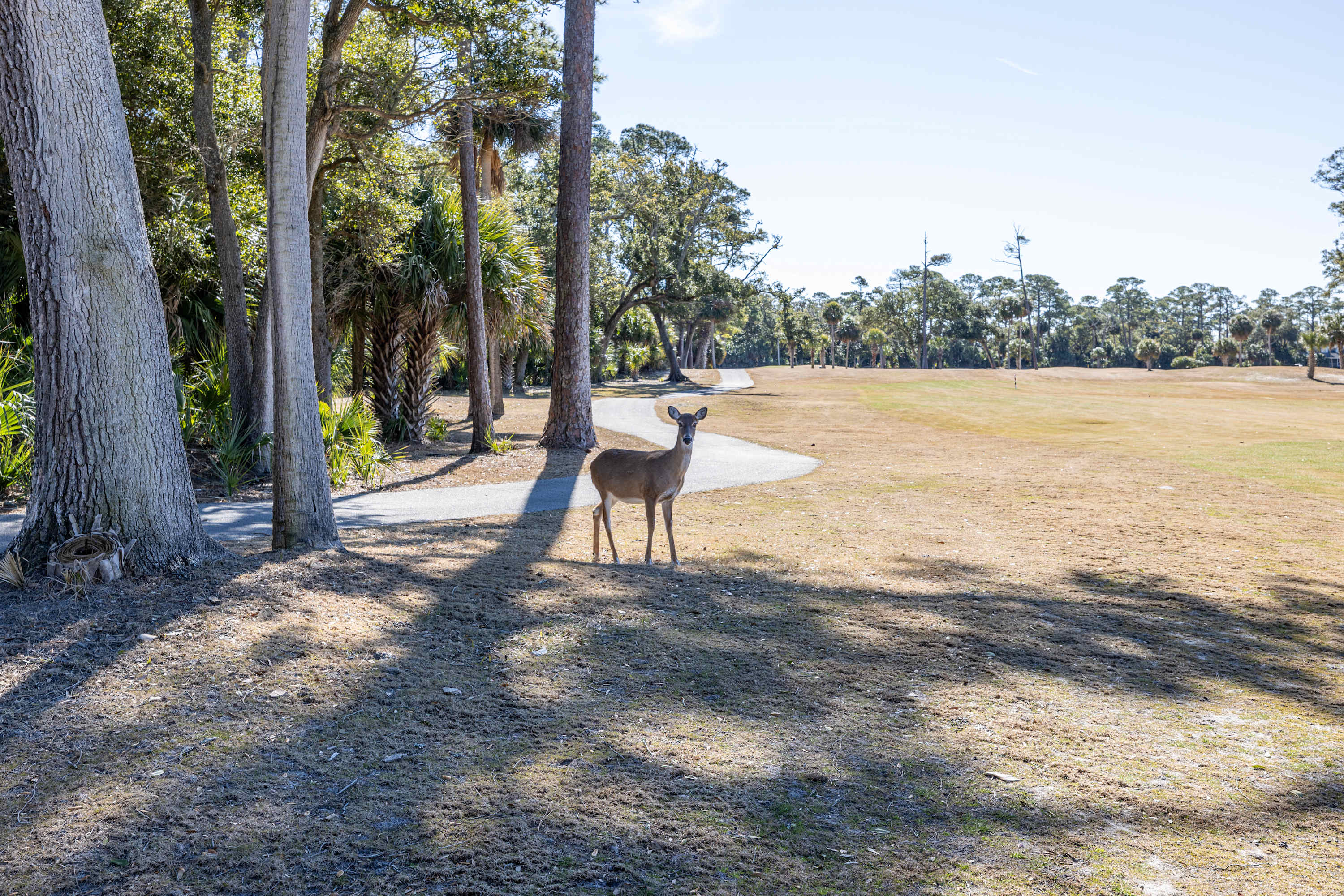 Backyard Golf Course View