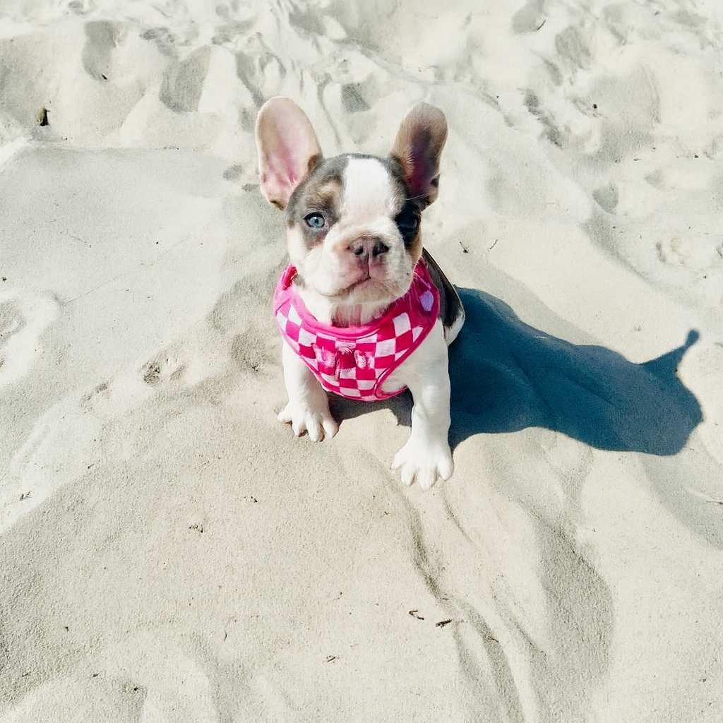 Small dogs welcome!