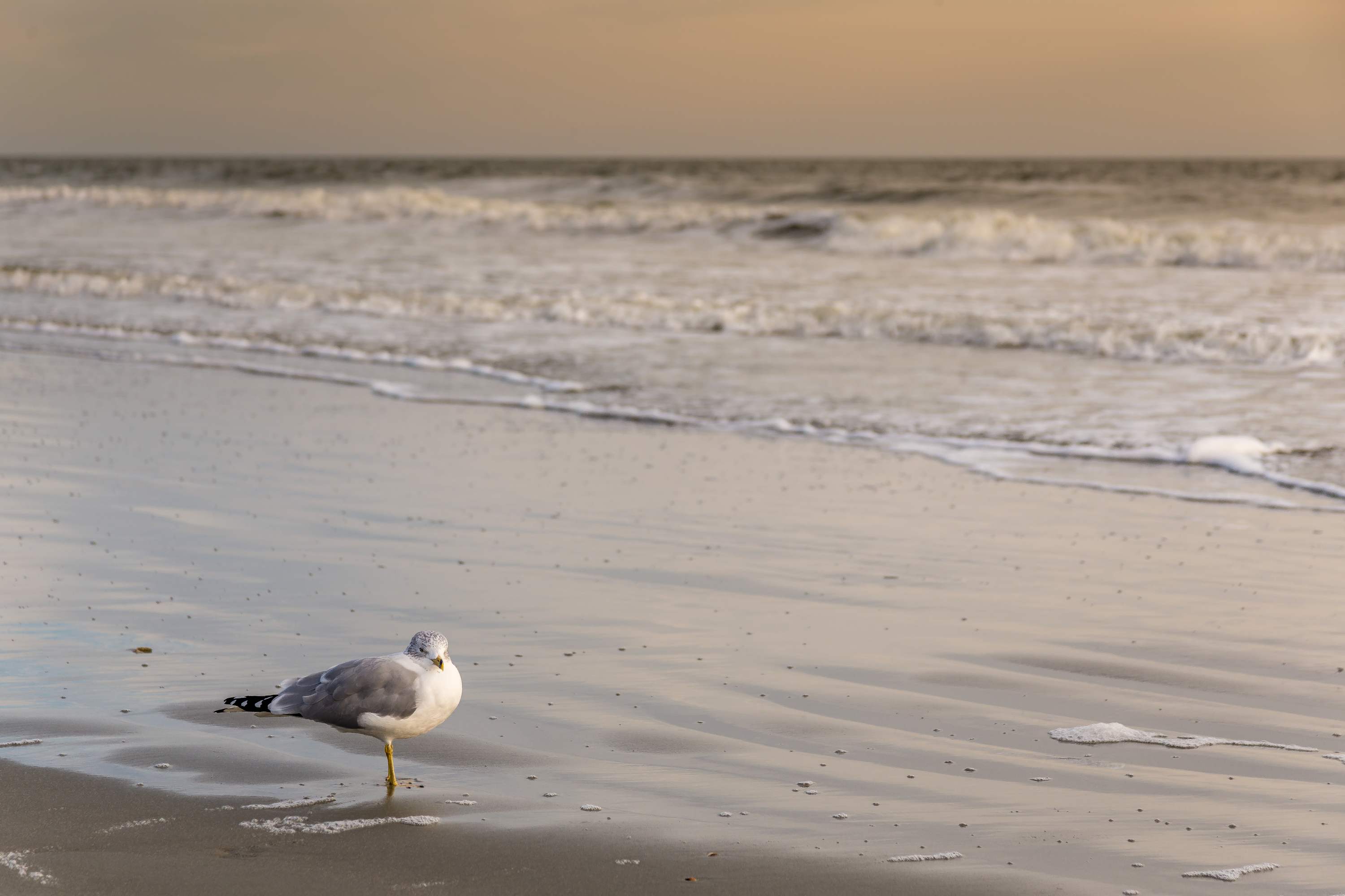 Sunny Beach Bungalow Pet Friendly Near Beach