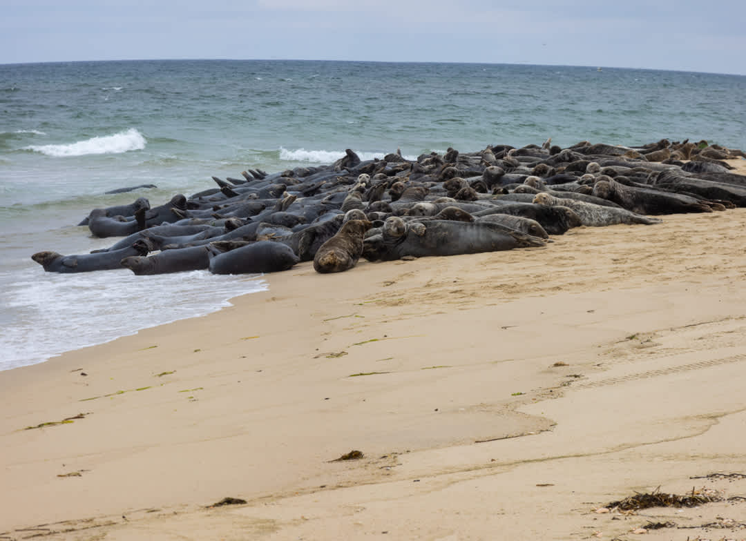 Photo 7 of Del Mar #16699