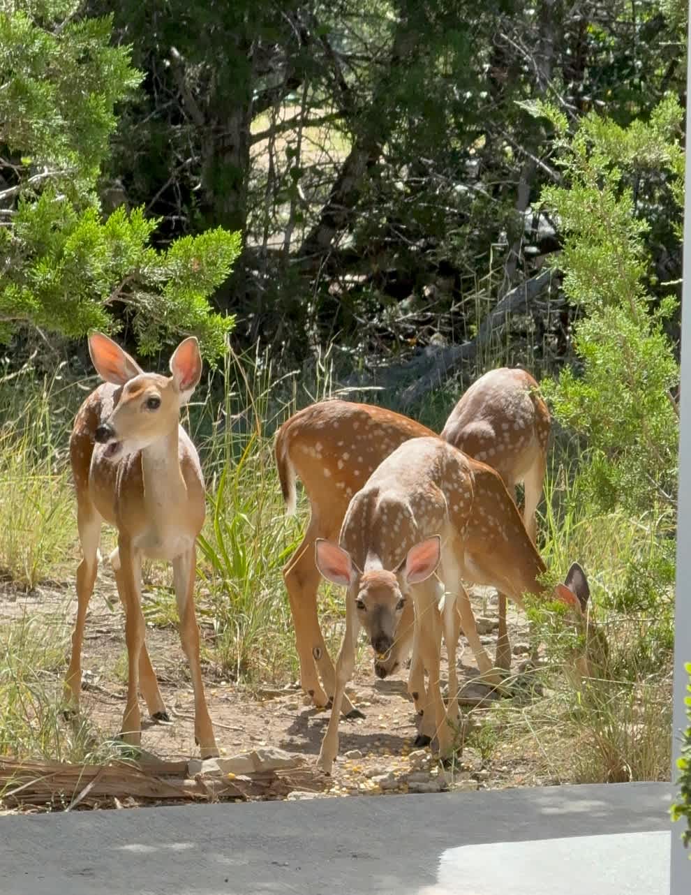 Southern Hillcountry Hideaway | Photo 39