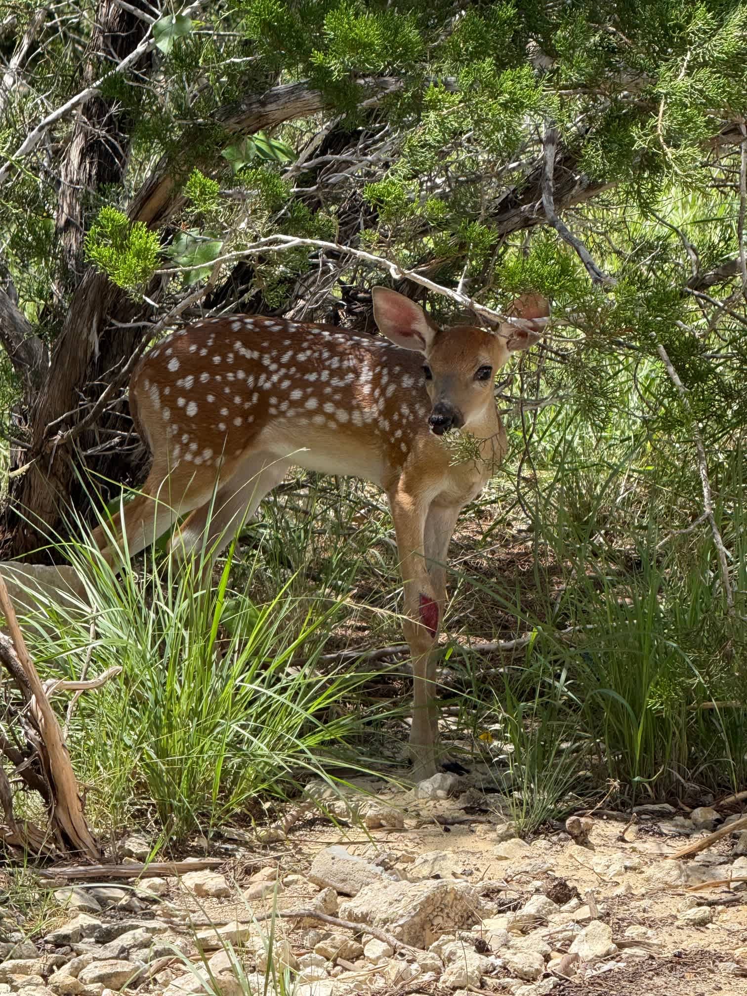 Southern Hillcountry Hideaway | Photo 40