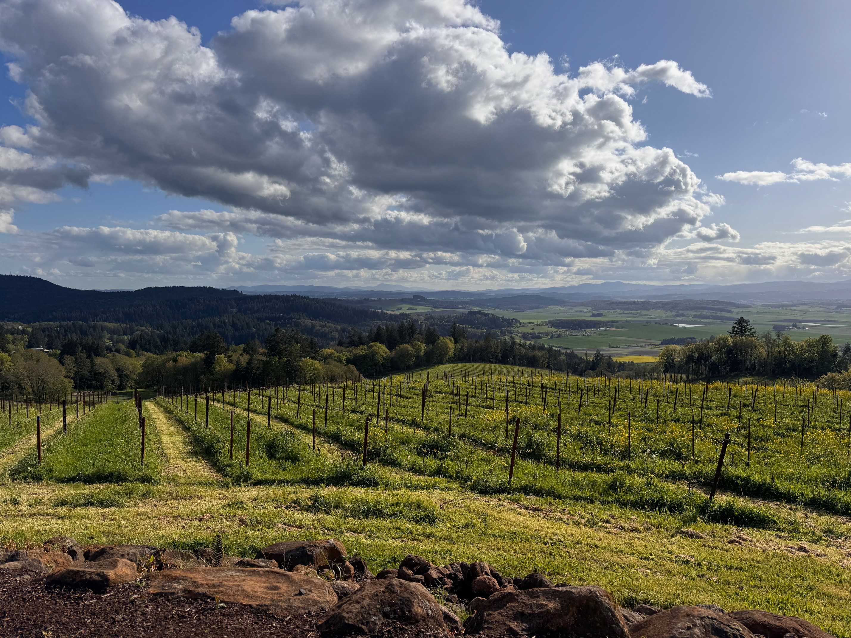 Expansive vineyard stretching across rolling hills under a dramatic sky with large, fluffy clouds. Rows of grapevines are visible, with green grass and some yellow wildflowers growing between them, leading to distant forested hills.
