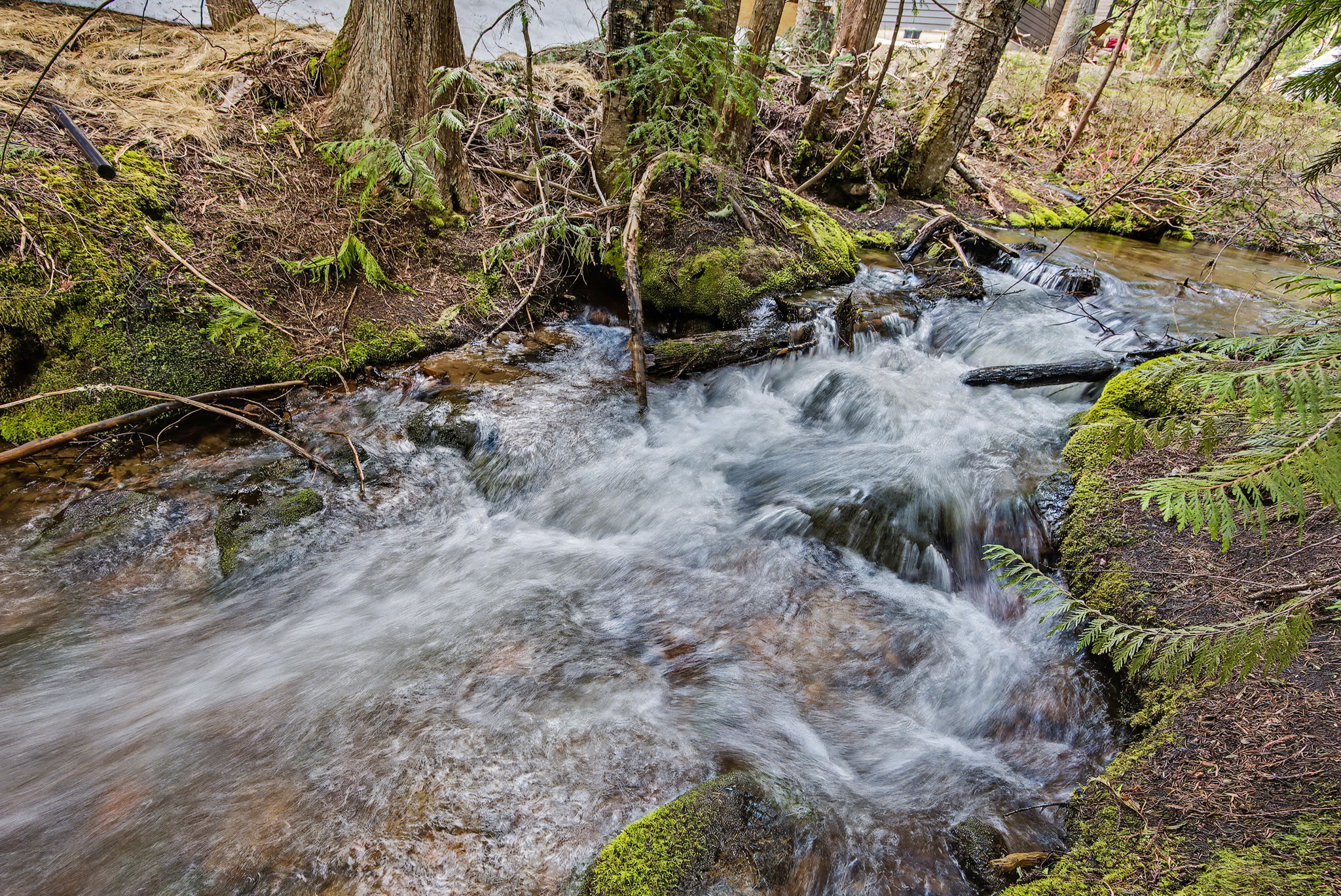 A clear mountain stream rushes over moss-covered rocks and fallen branches, surrounded by lush green moss and the exposed roots of tall trees, creating a serene natural landscape.