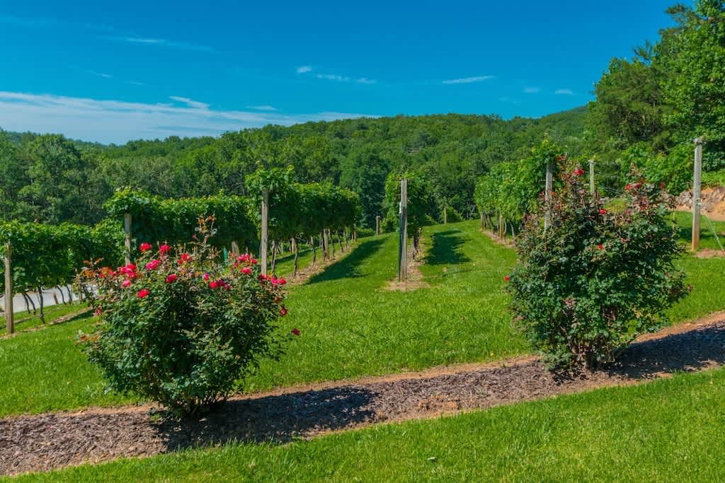 DEER HAVEN | MOUNTAIN VIEW | HOT TUB | VINEYARDS