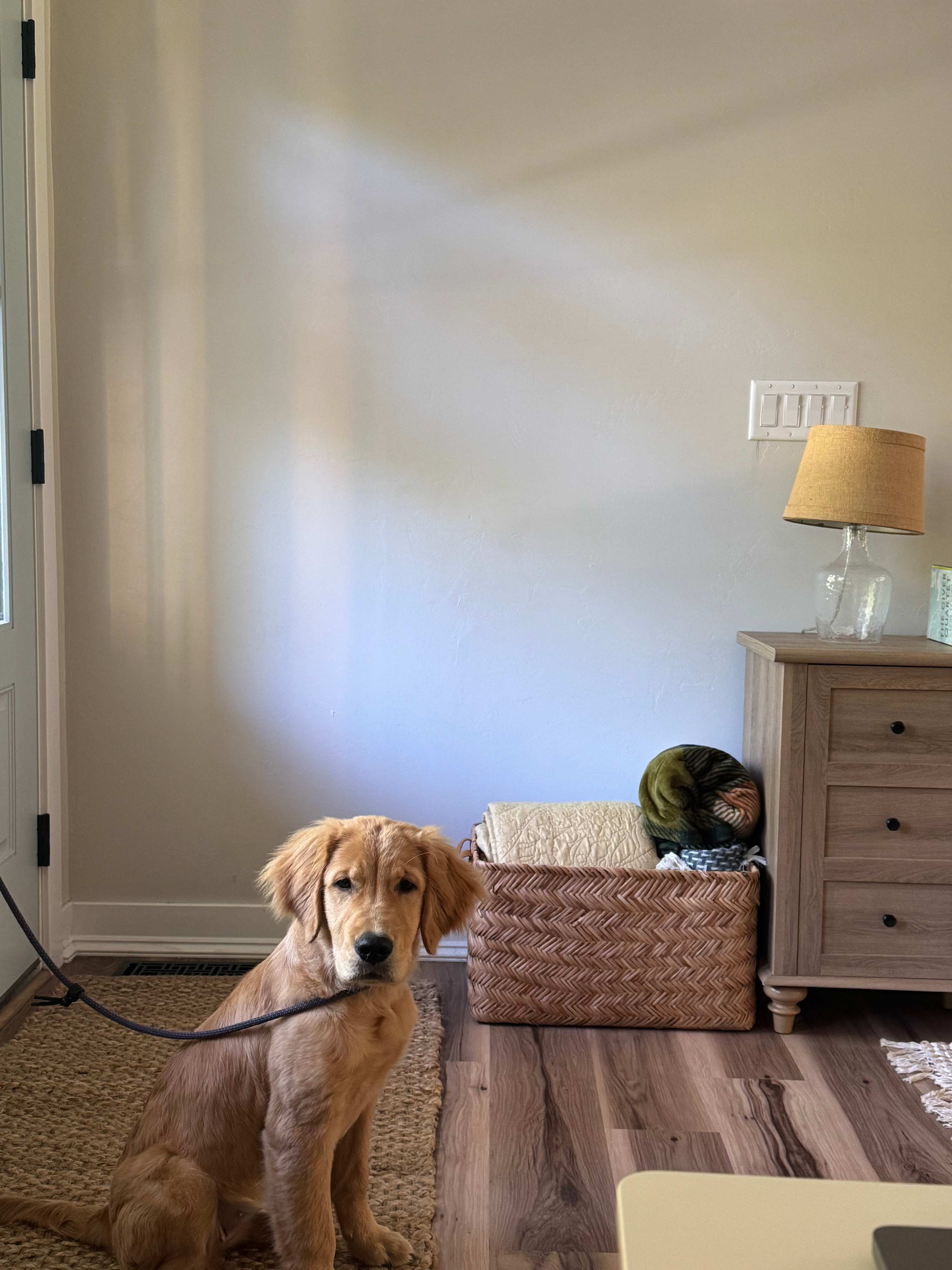 Pet friendly!