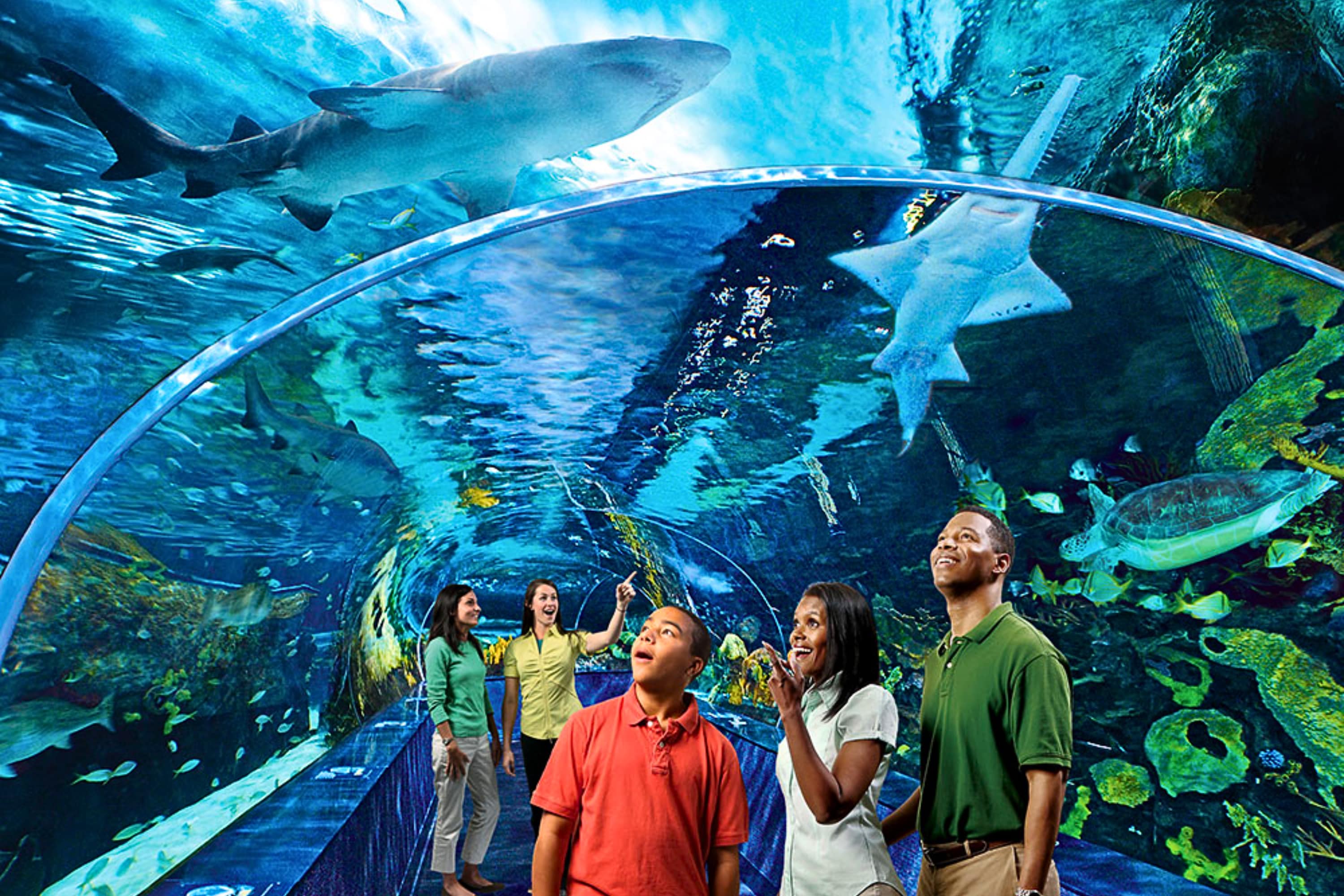 Immersive underwater experience at Ripley’s Aquarium with sharks, rays, and glowing marine tunnels in downtown Toronto