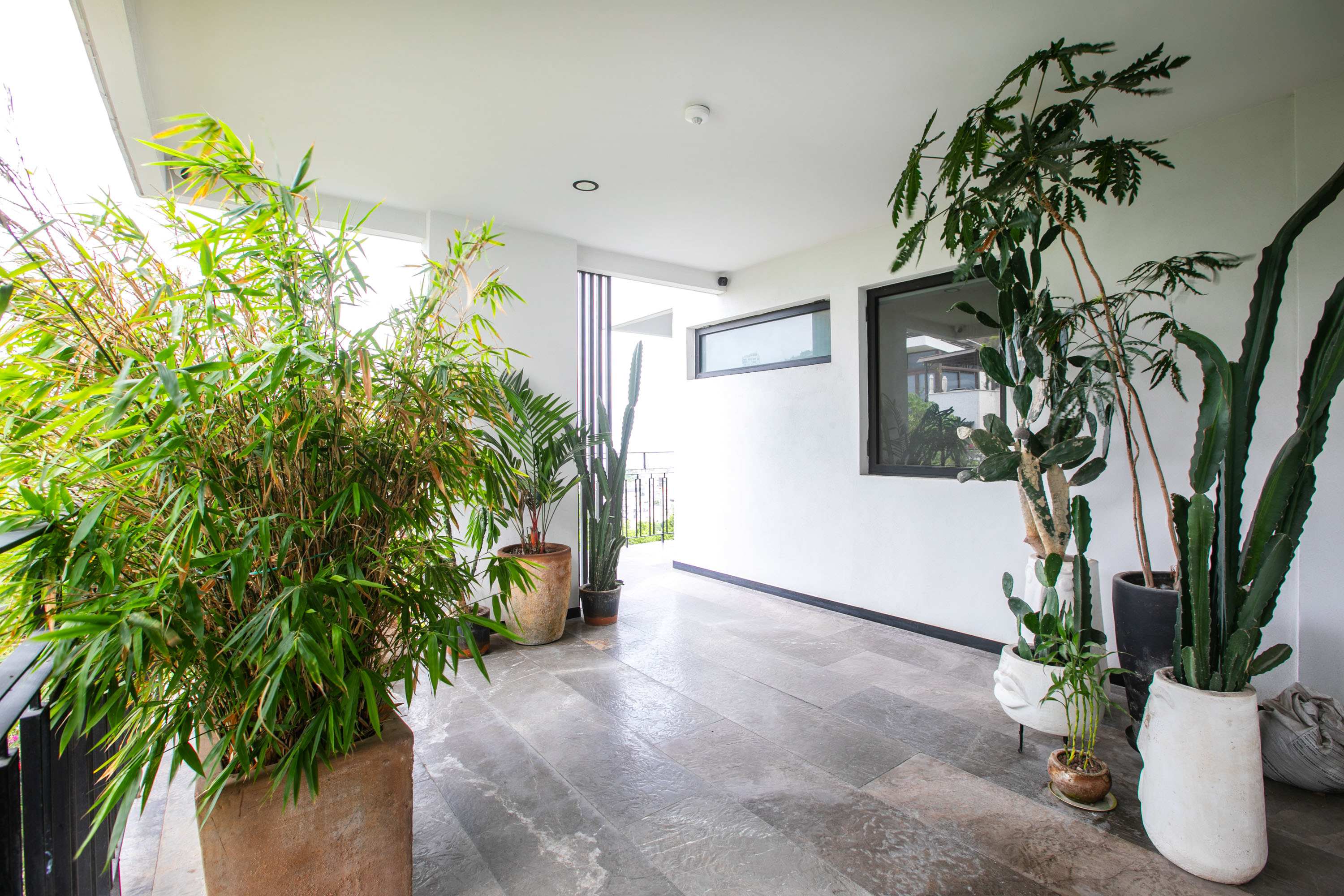Palm on the Tree | Ocean Views • Luxury Living