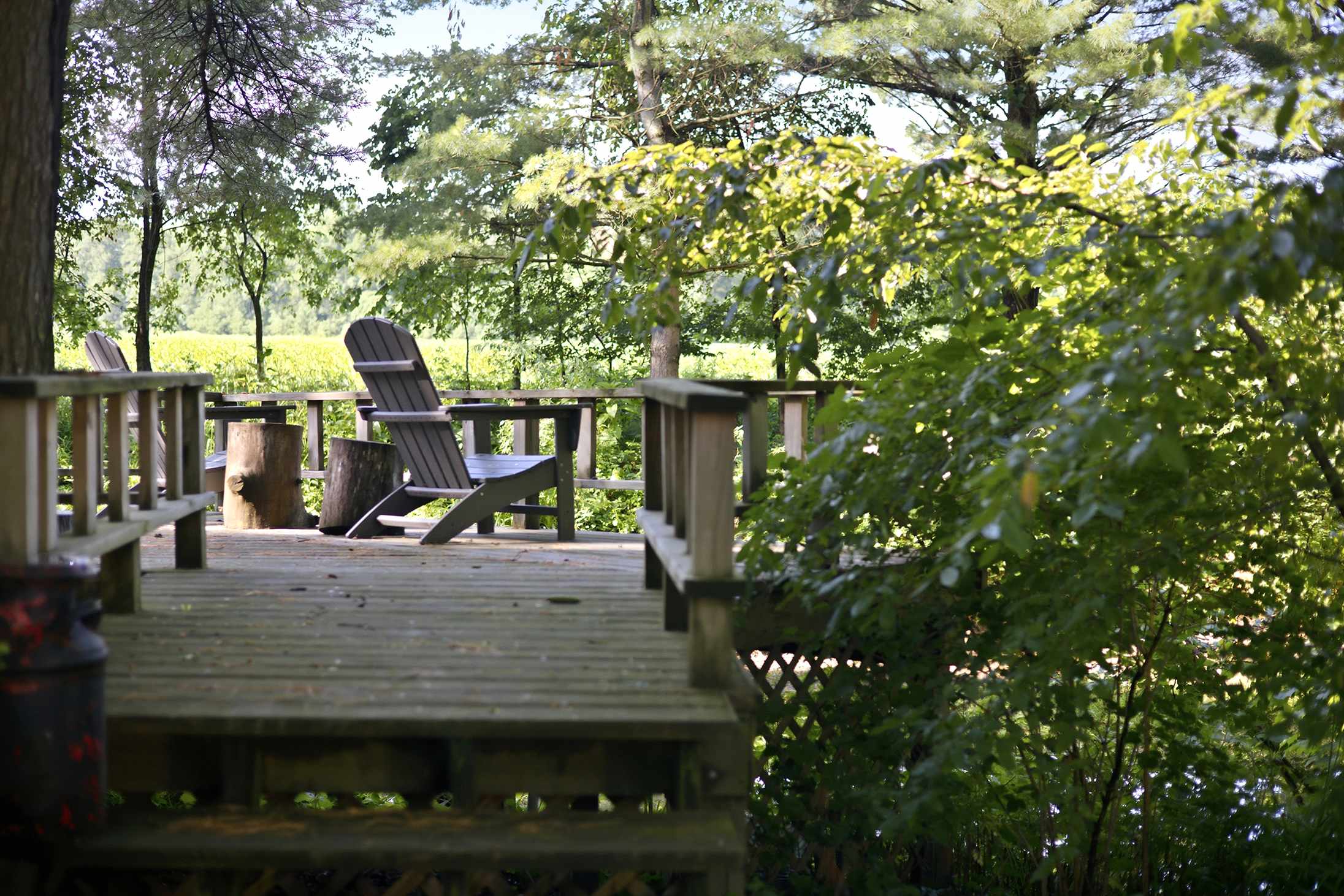 Peaceful forest views from The Cottage relaxing deck chairs.