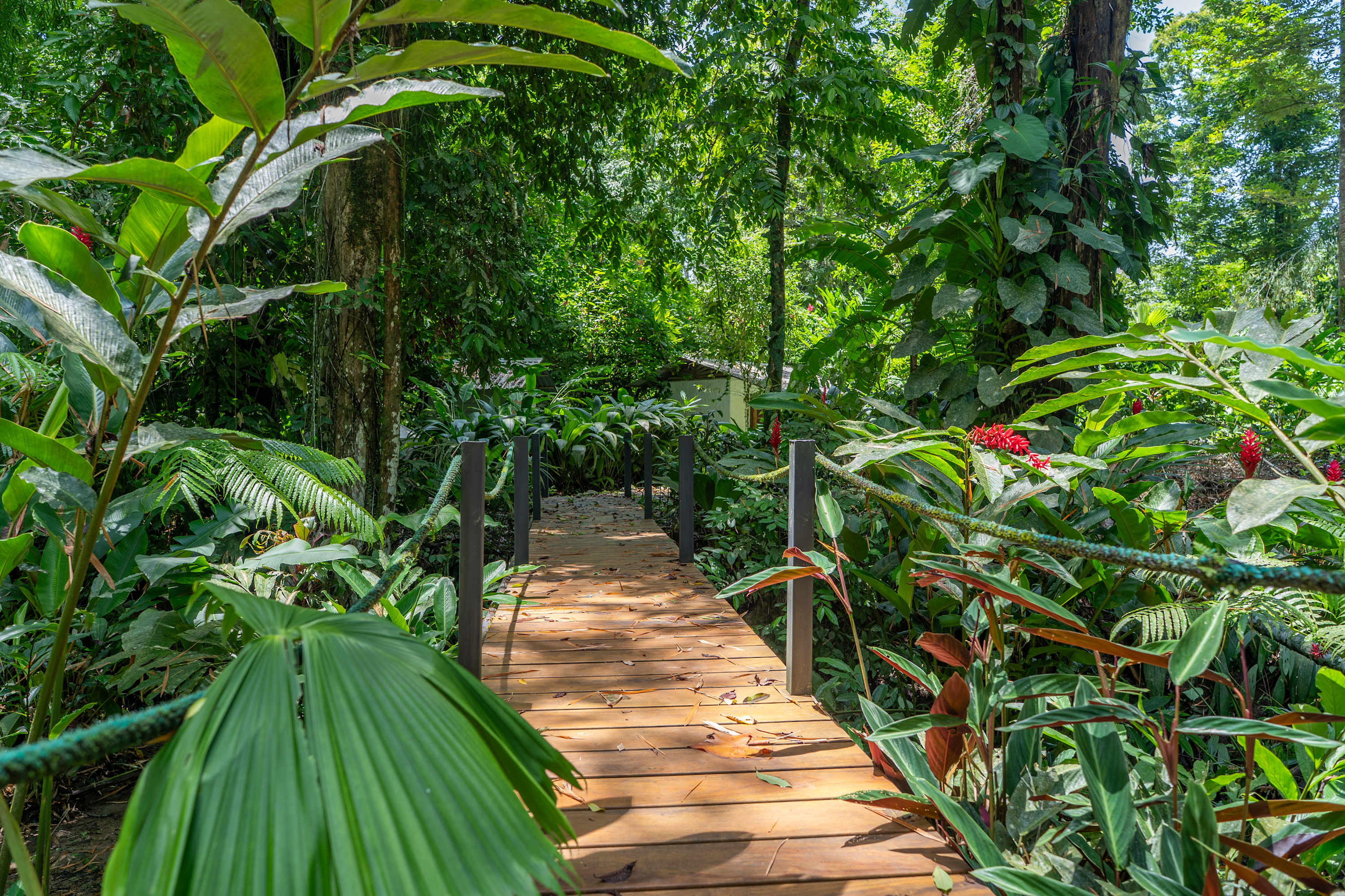 Casa Auratus: Jungle Paradise Near Gandoca Refuge