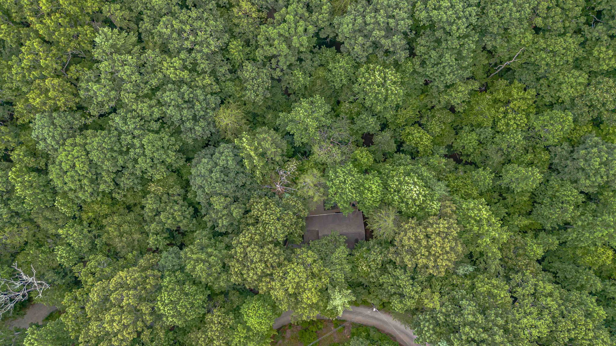 Discover a secluded cabin nestled beneath a lush green canopy.