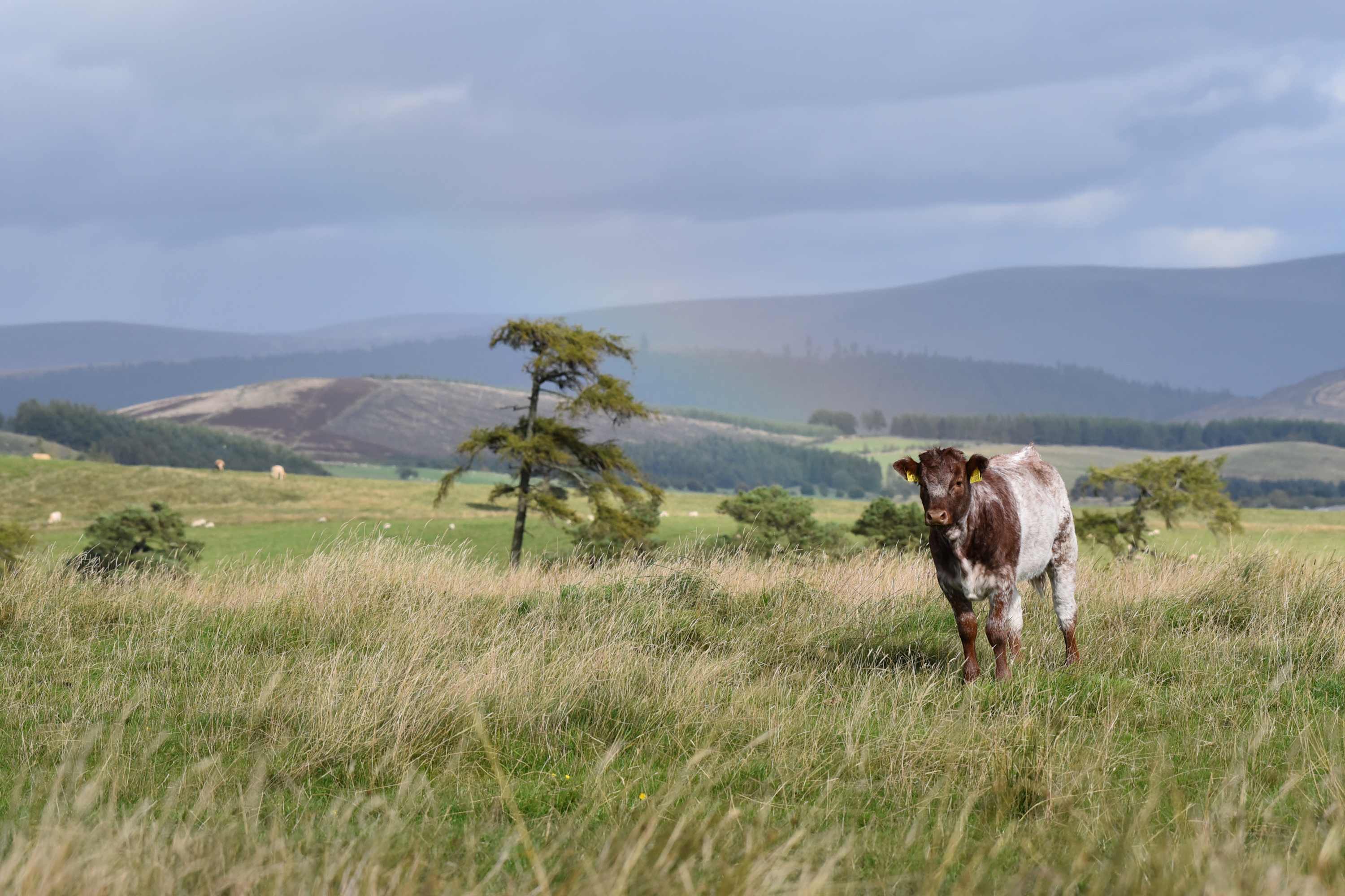 Peaceful Farmhouse, Kinclune Estate, Angus Glens in Kinclune House & Estate DD8 5HX - Property image 37 - VivreStays