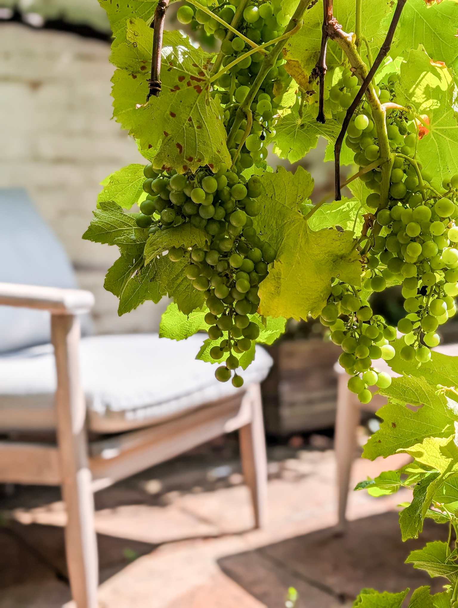 Old Vine Cottage - Terrace - by Brighton Holiday Lets - Brighton Holiday Home - Image 23