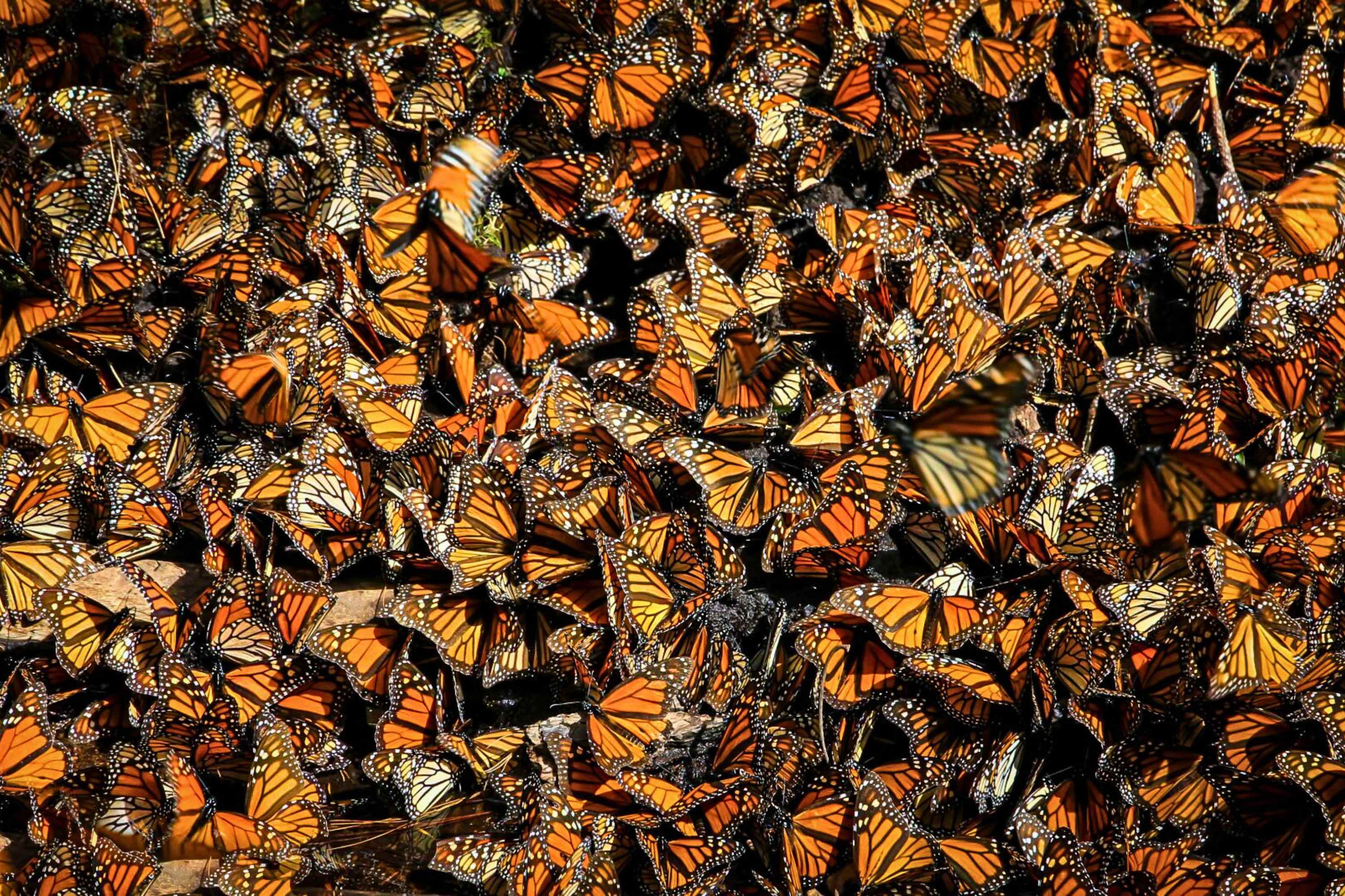October: HalloWings Butterfly Festival