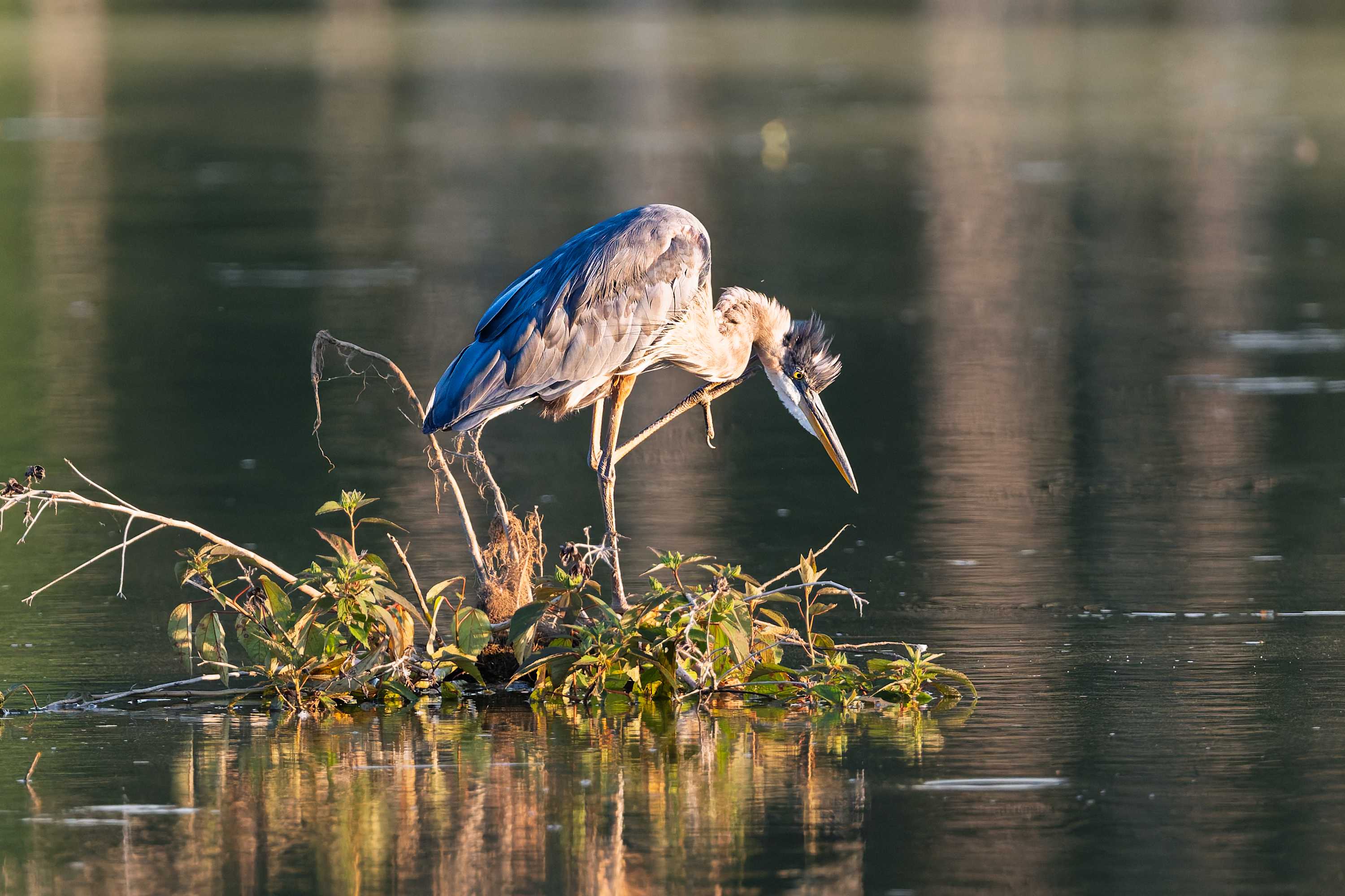 Amazing wildlife in the area