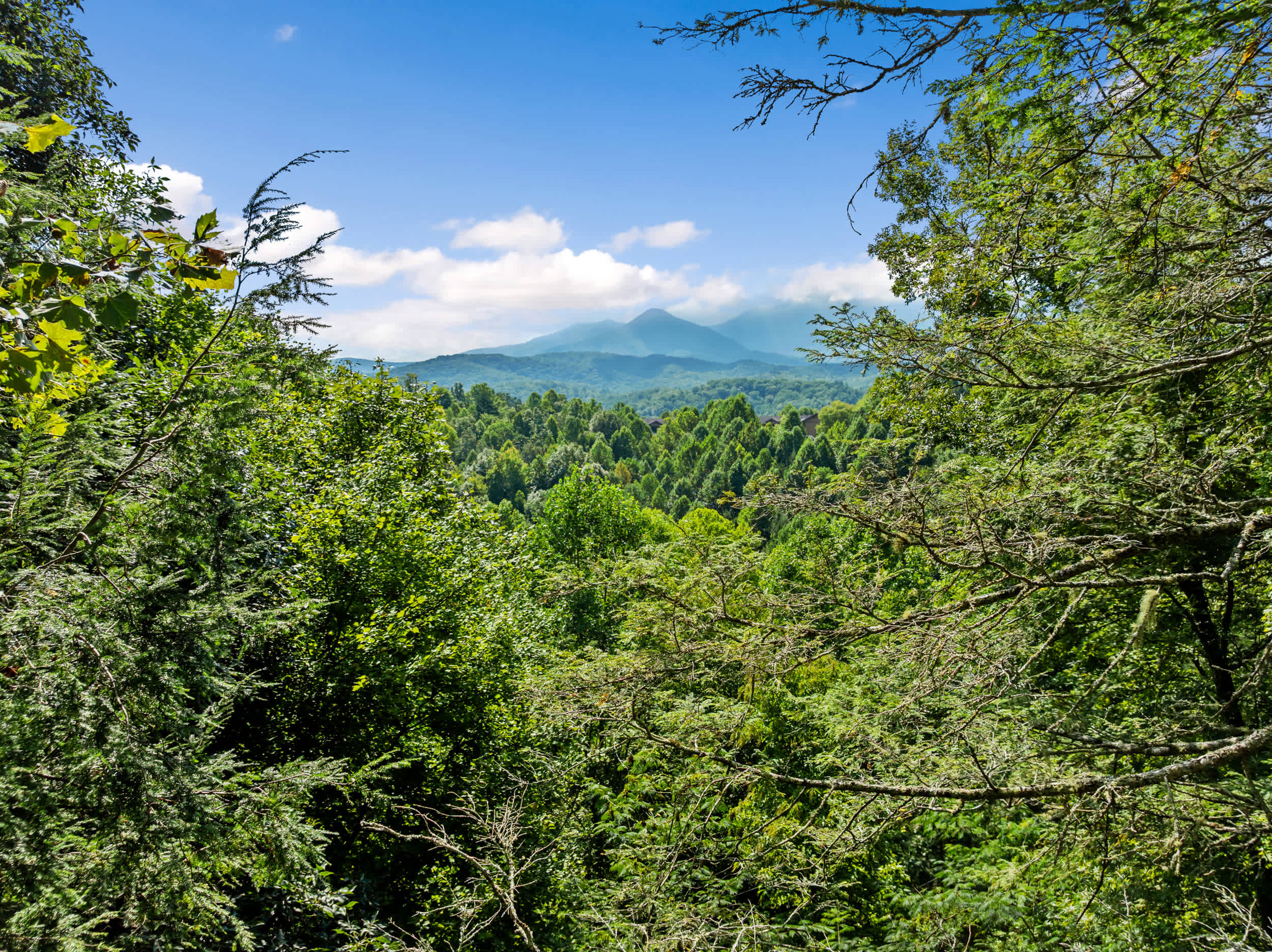 Mt. LeConte views