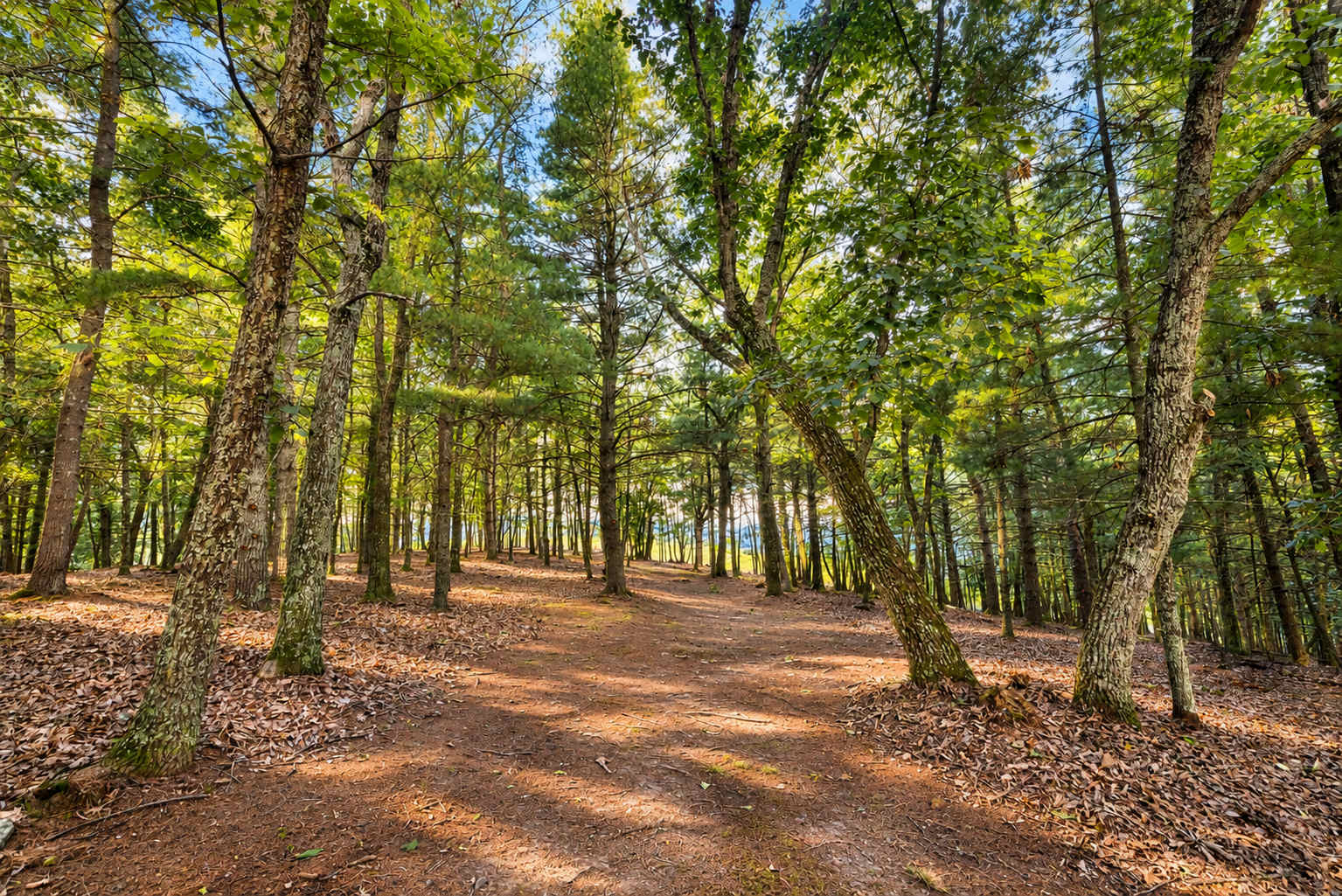 26 Private Acres + Panoramic Mountain Views + WiFi