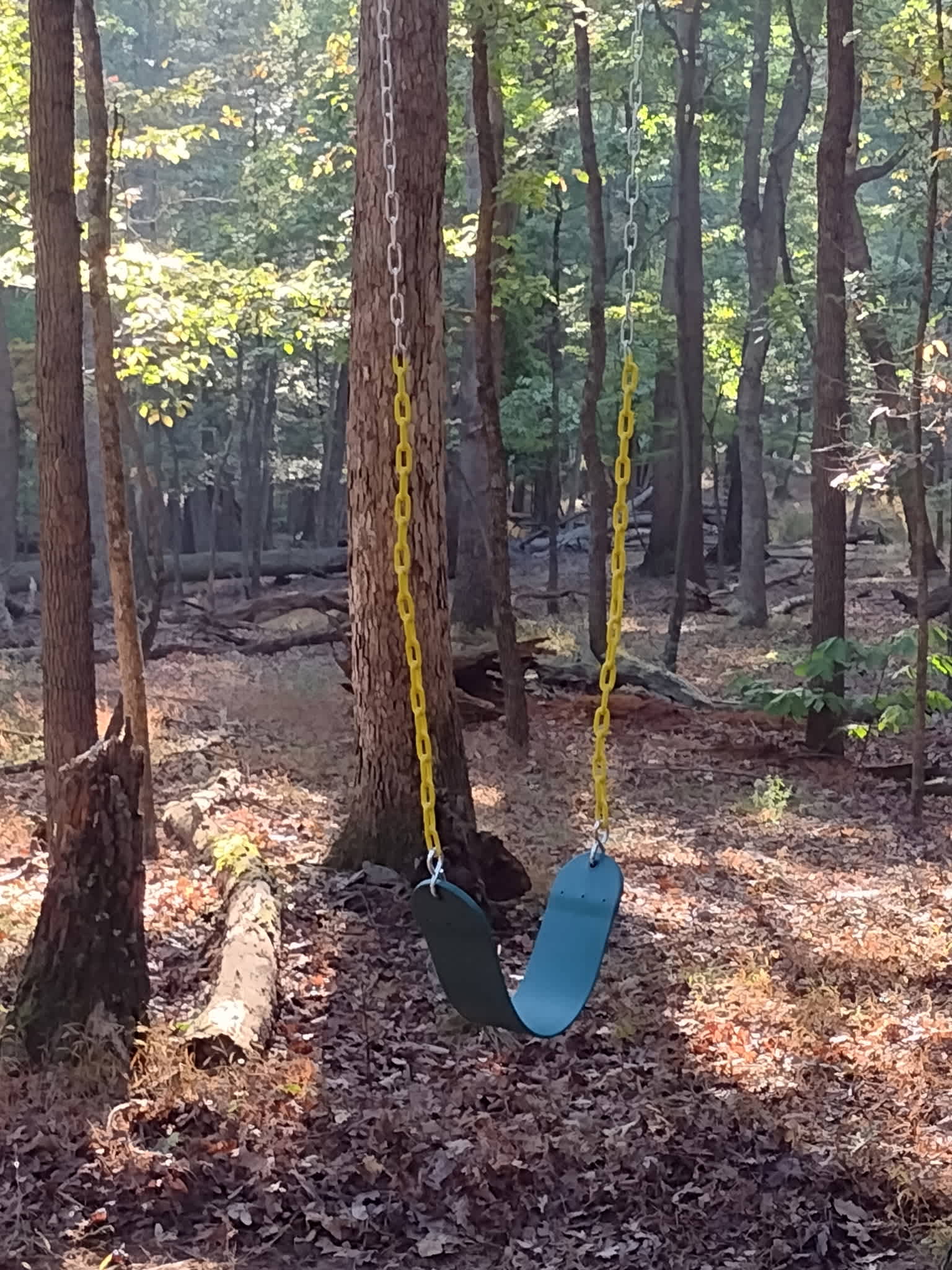 Kids of all ages will enjoy swinging under the trees